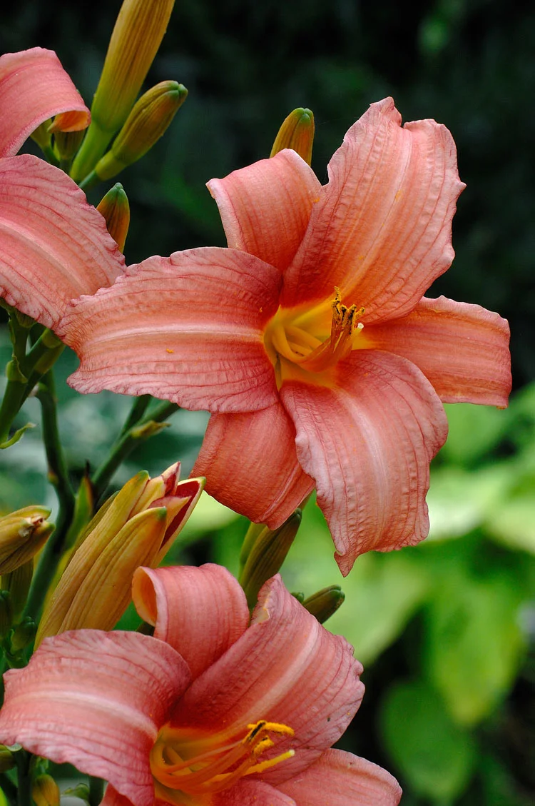 Daglelie (Hemerocallis 'Pink Damask') D 11 H 80 cm