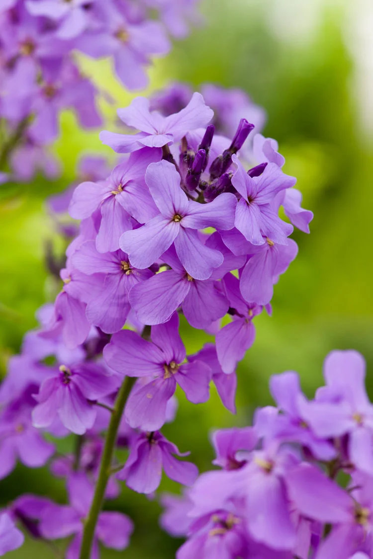 Damastbloem (Hesperis matronalis) D 9 H 10 cm