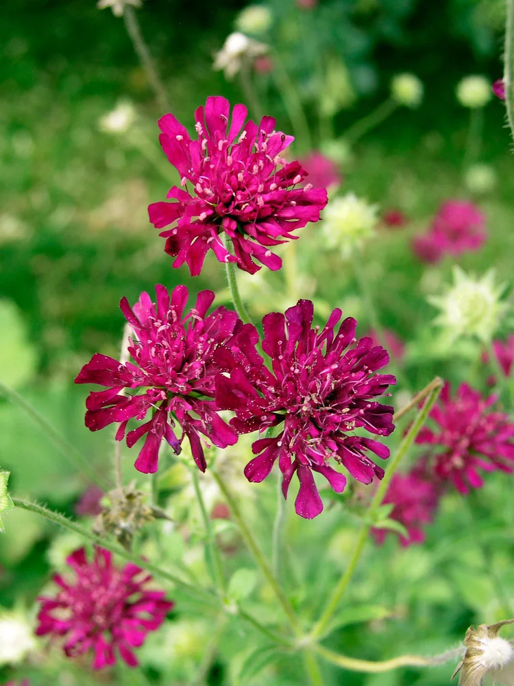 Beemdkroon (Knautia macedonica) D 11 H 80 cm