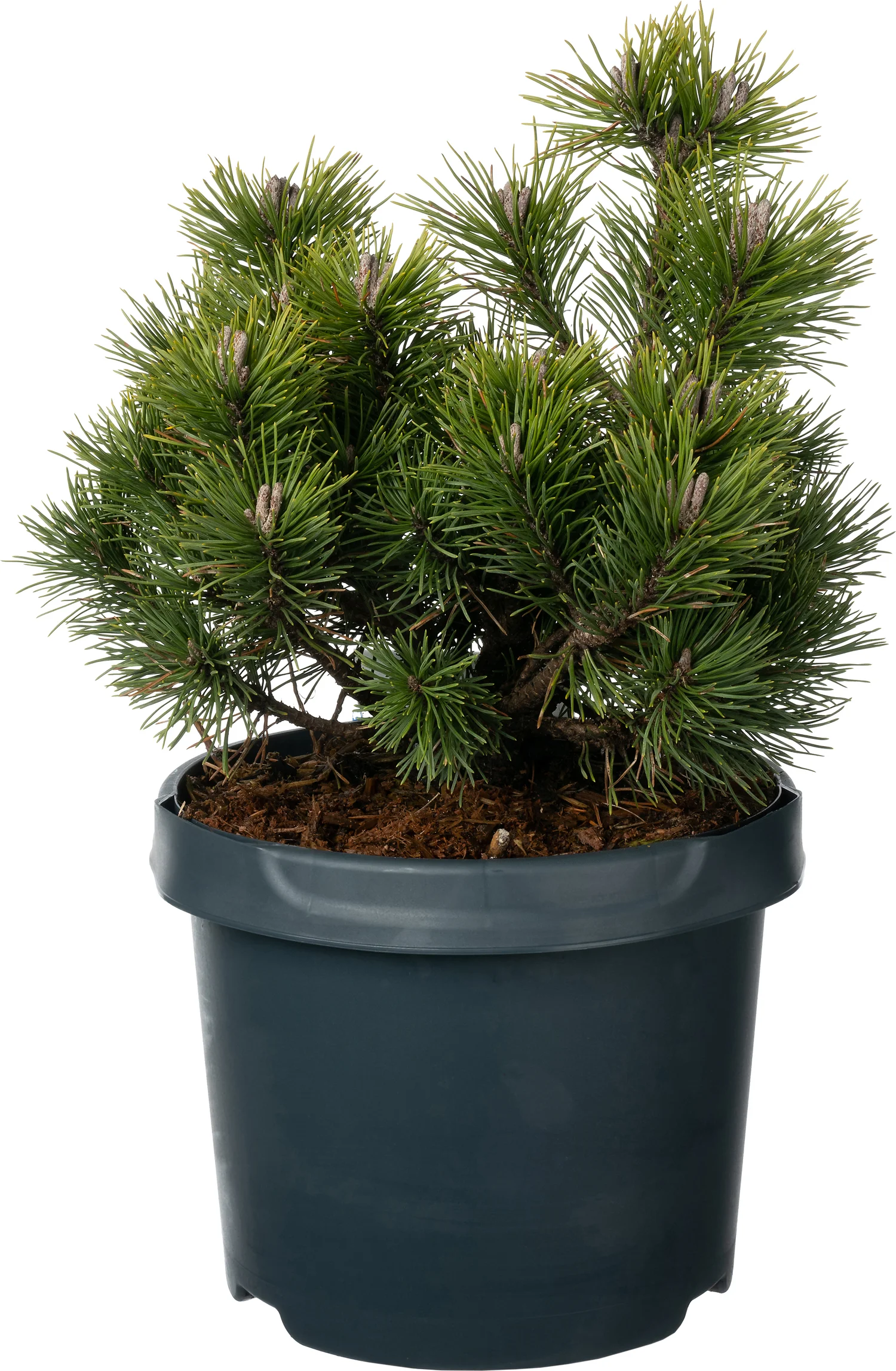 Bergden (Pinus mugo 'Mops') D 23 H 30 cm