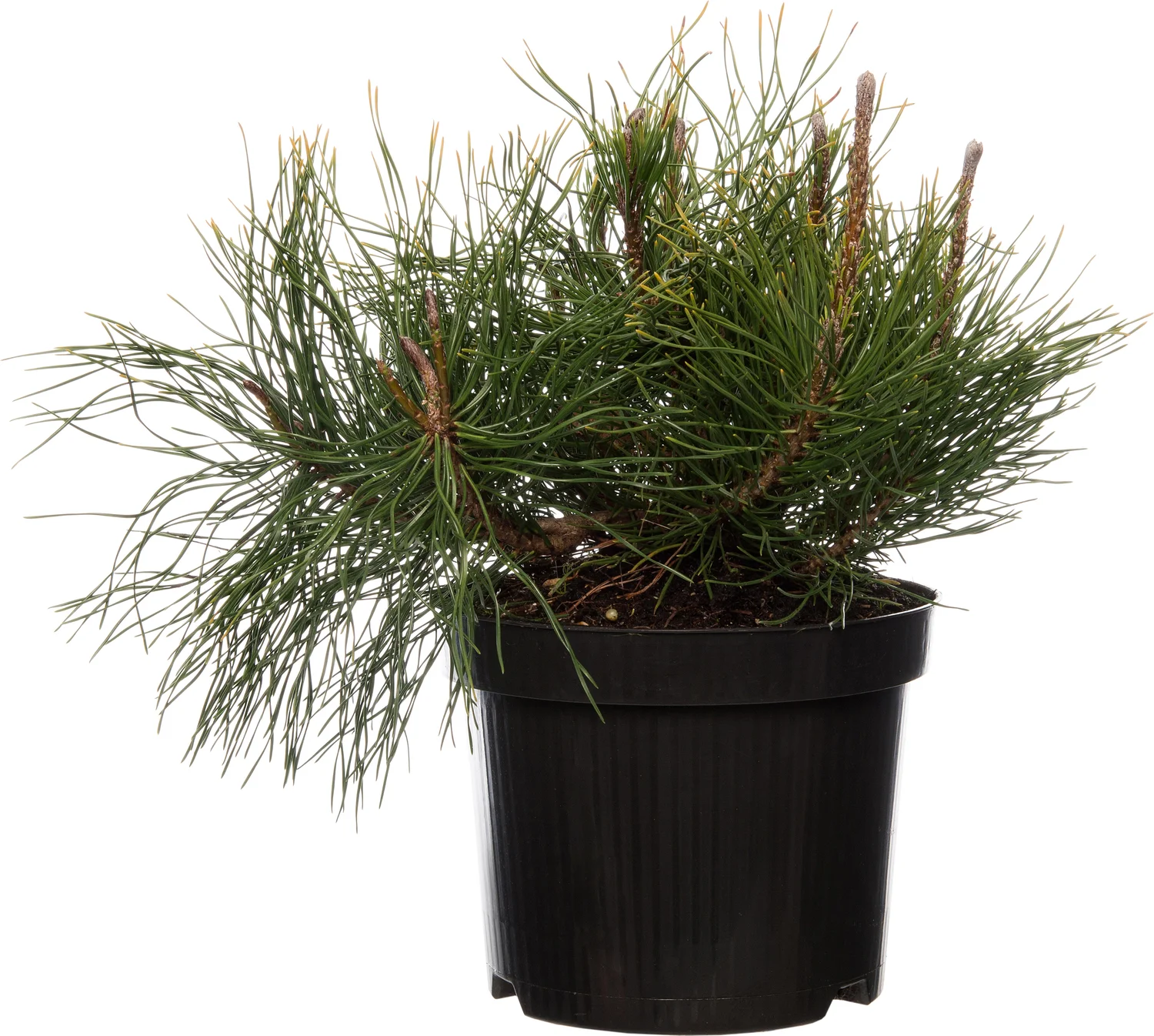 Bergden (Pinus mugo 'Pumilio') D 17 H 15 cm