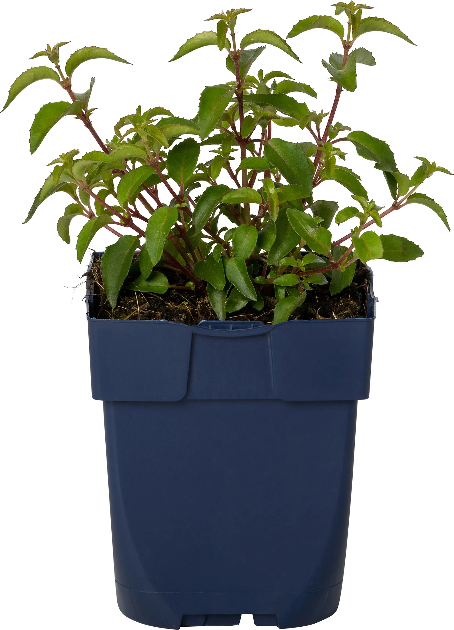 Bellenplant (Fuchsia 'Lady Thumb') D 11 H 40 cm