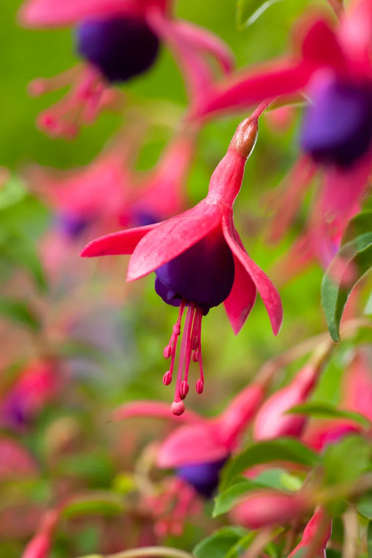 Bellenplant (Fuchsia 'Tom Thumb') D 11 H 30 cm