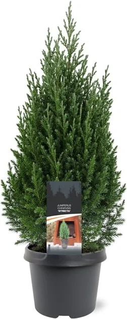 Chinese Jeneverbes (Juniperus chinensis 'Stricta') D 19 H 70 cm