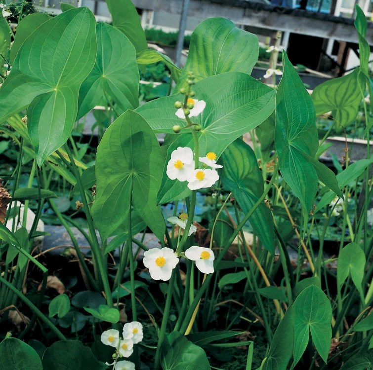 Breedbladig Pijlkruid (Sagittaria latifolia) D 18 H 30 cm