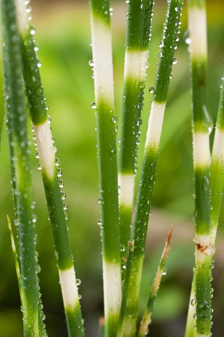 Bonte Bies (Scirpus tabernaemontanii 'Zebrinus') D 18 H 30 cm