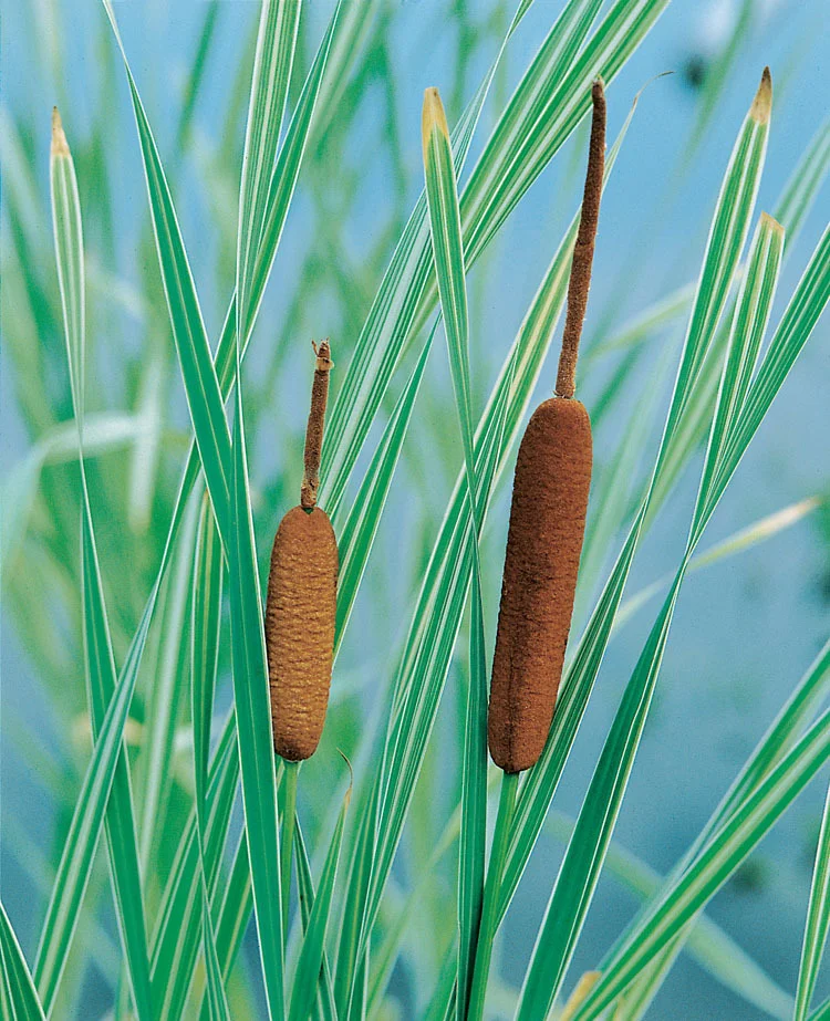 Bonte Lisdodde (Typha latifolia 'Variegata') D 18 H 30 cm