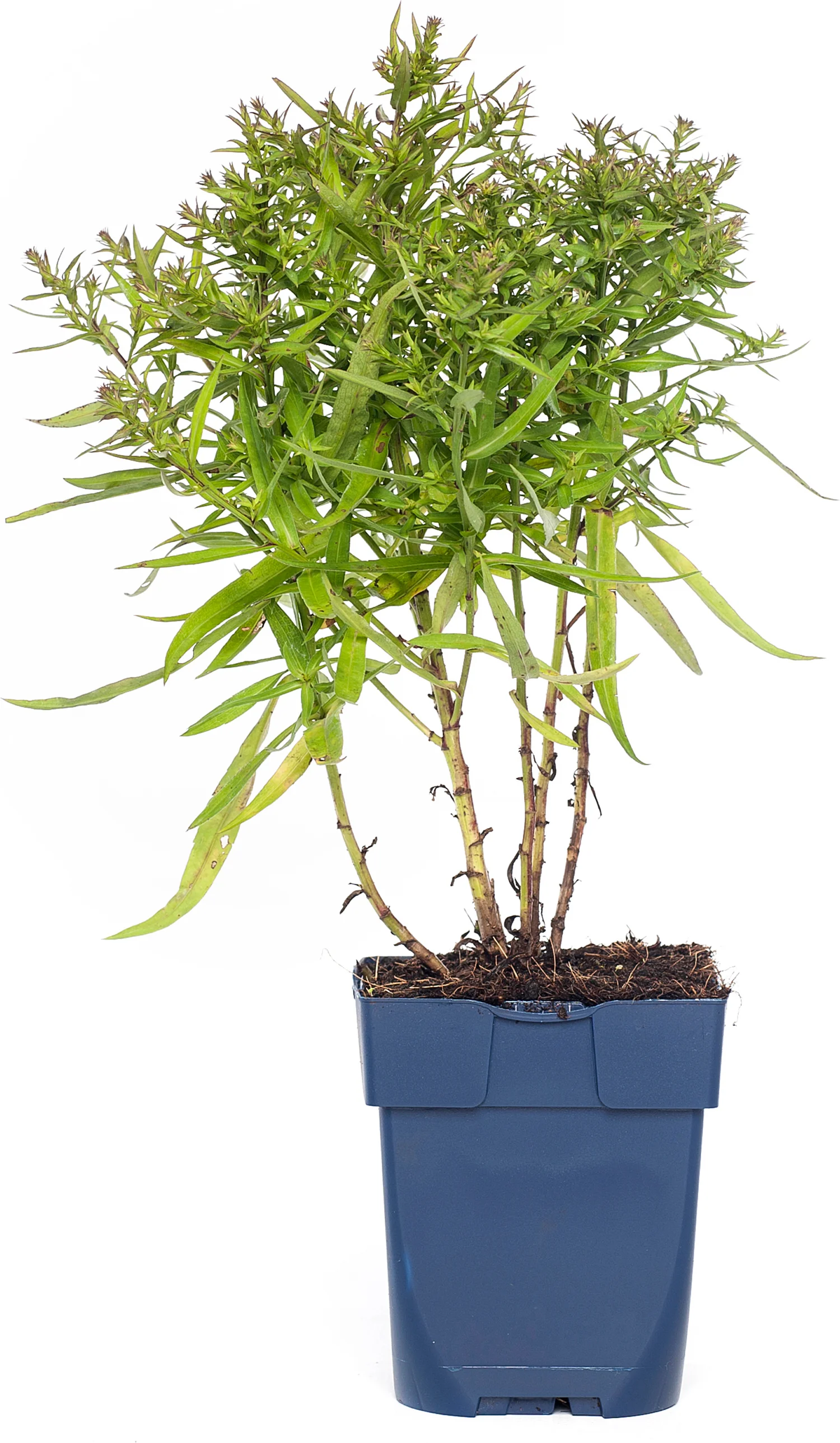 Aster (Aster 'Wood's Pink') D 11 H 15 cm