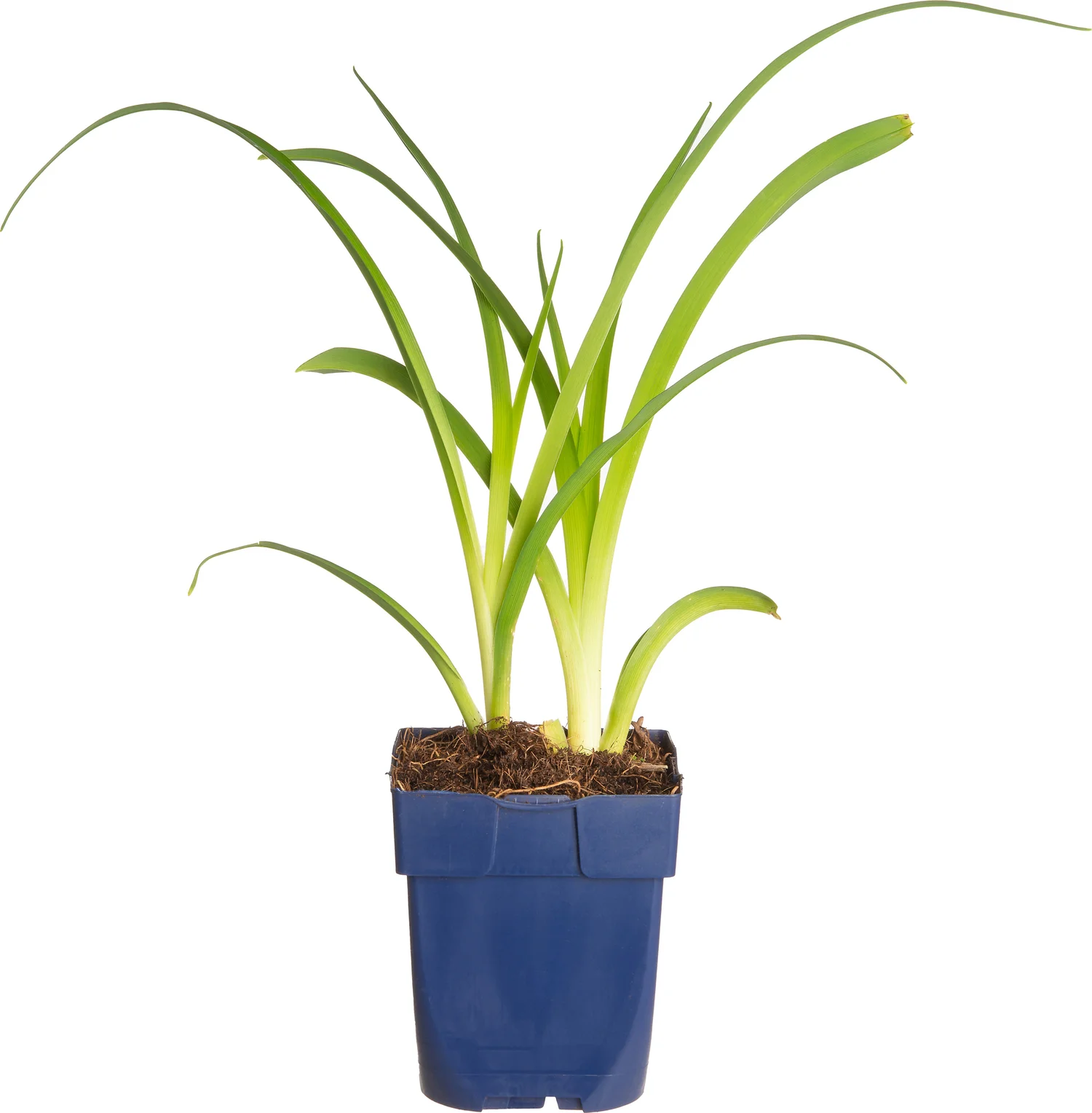 Daglelie (Hemerocallis 'Mauna Loa') D 11 H 70 cm