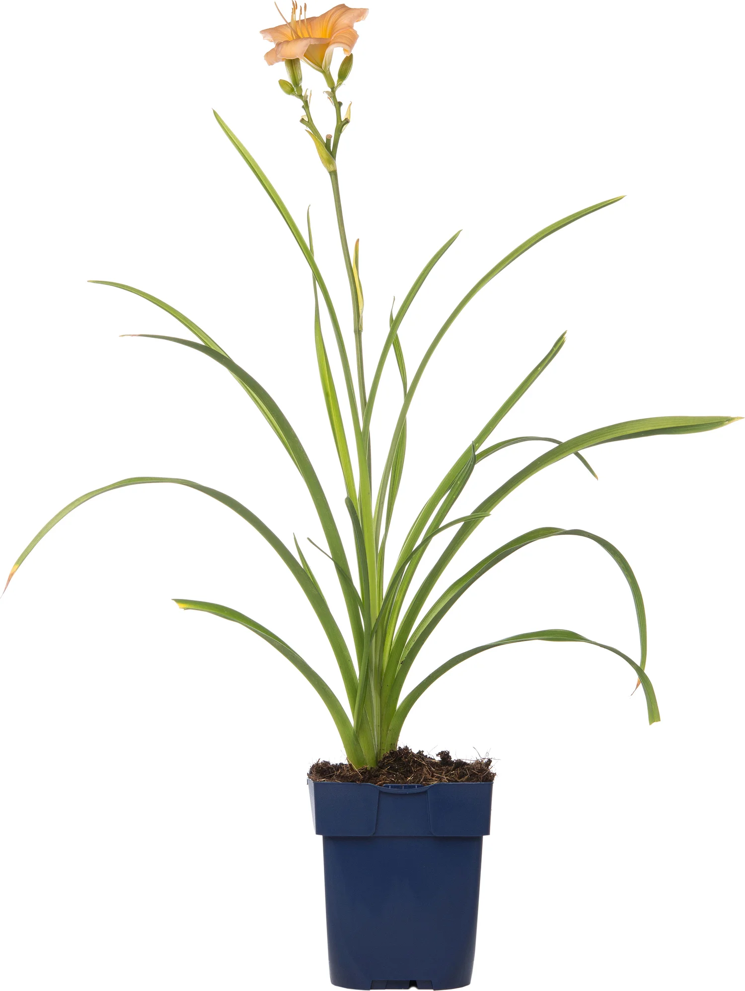 Daglelie (Hemerocallis 'Mini Pearl') D 11 H 10 cm
