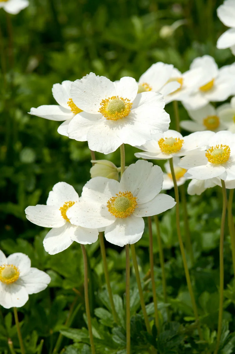 Bosanemoon (Anemone sylvestris) D 9 H 15 cm