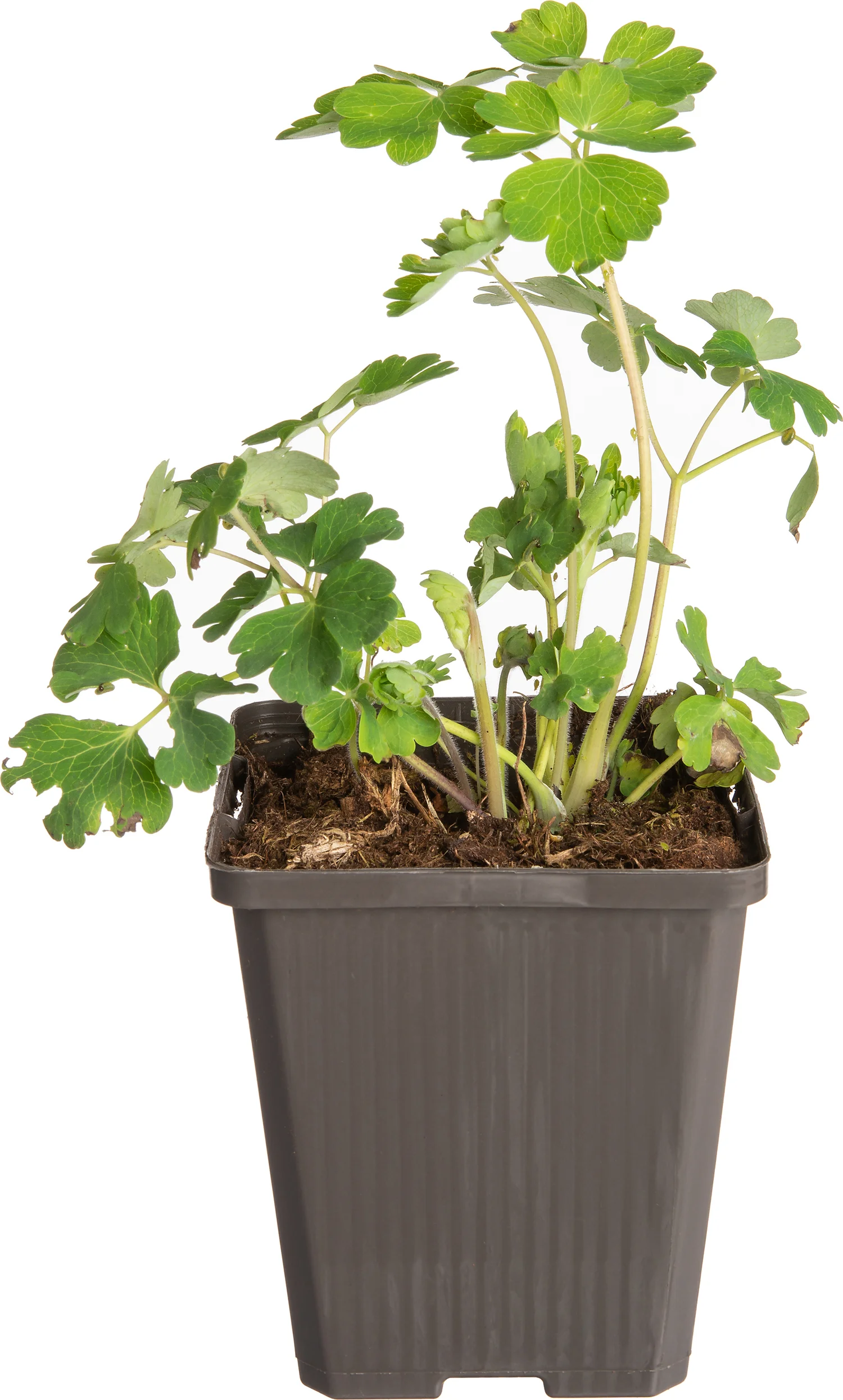 Akelei (Aquilegia alpina) D 9 H 20 cm