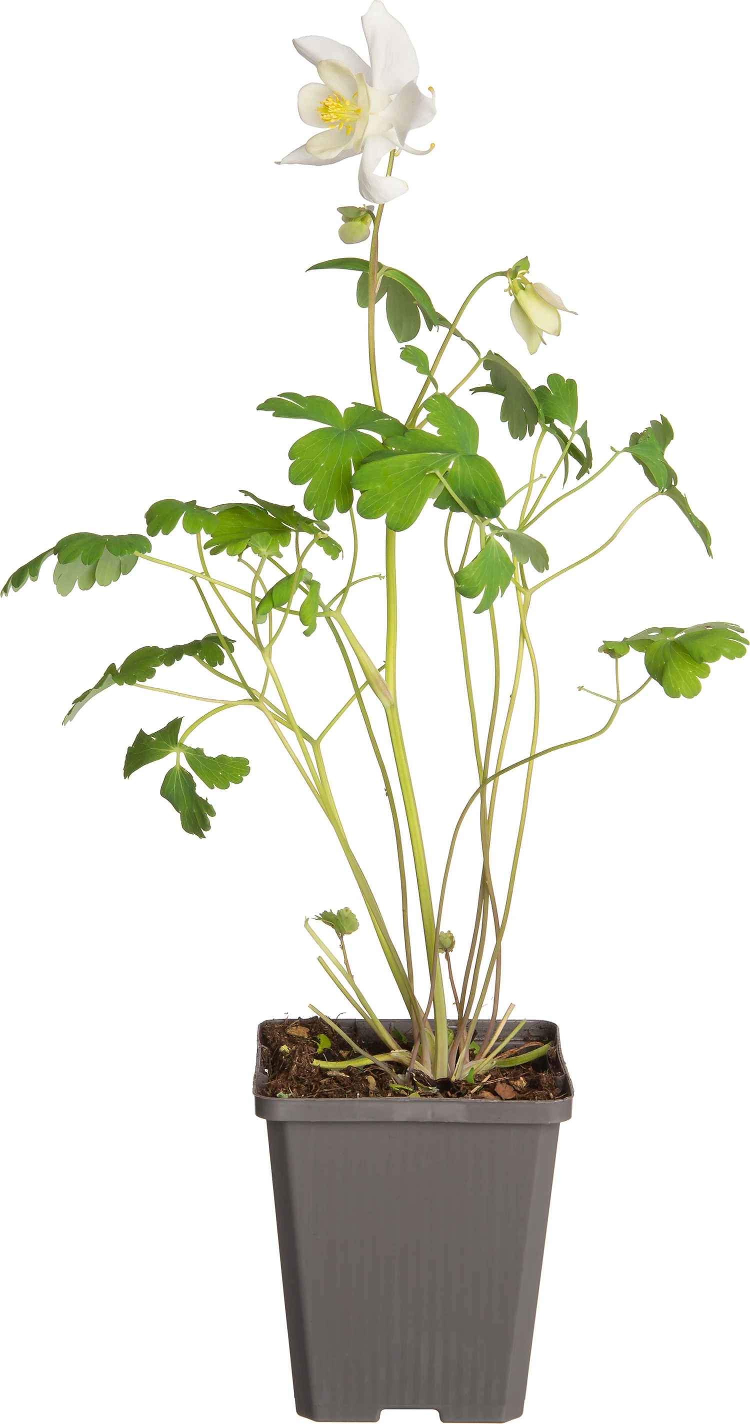 Akelei (Aquilegia 'Kristall') D 9 H 15 cm