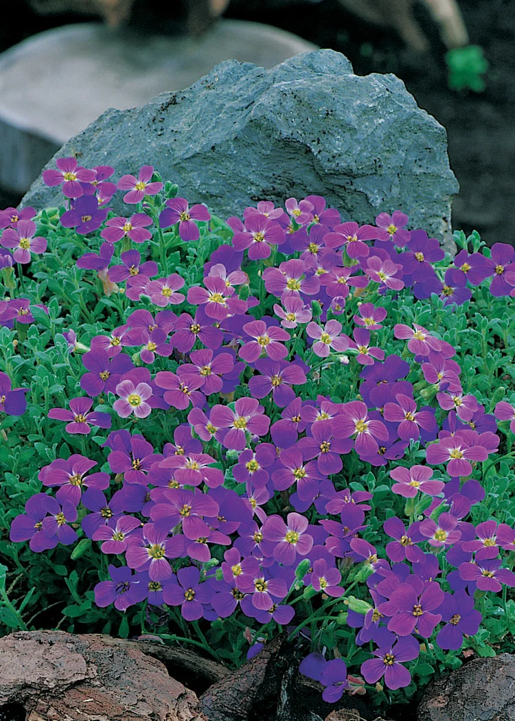 Blauwkussen (Aubrieta 'Cascade Purple') D 9 H 10 cm