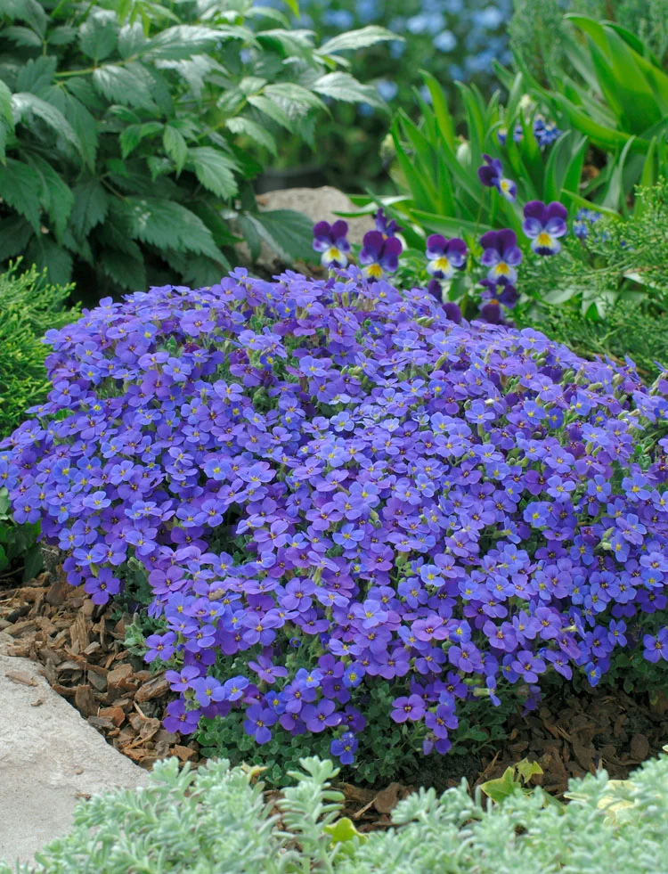 Blauwkussen (Aubrieta 'Hamburger Stadtpark') D 9 H 10 cm