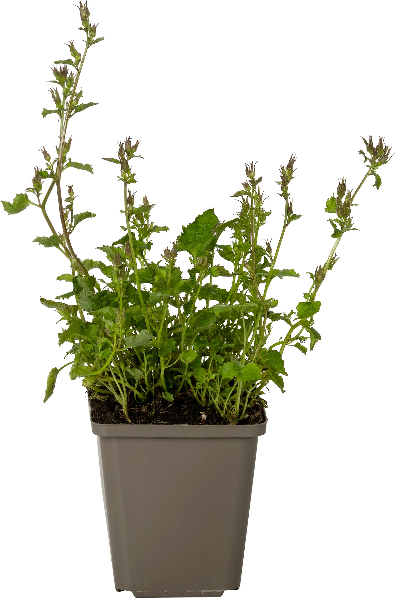 Campanula (Campanula portenschlagiana) D 9 H 10 cm