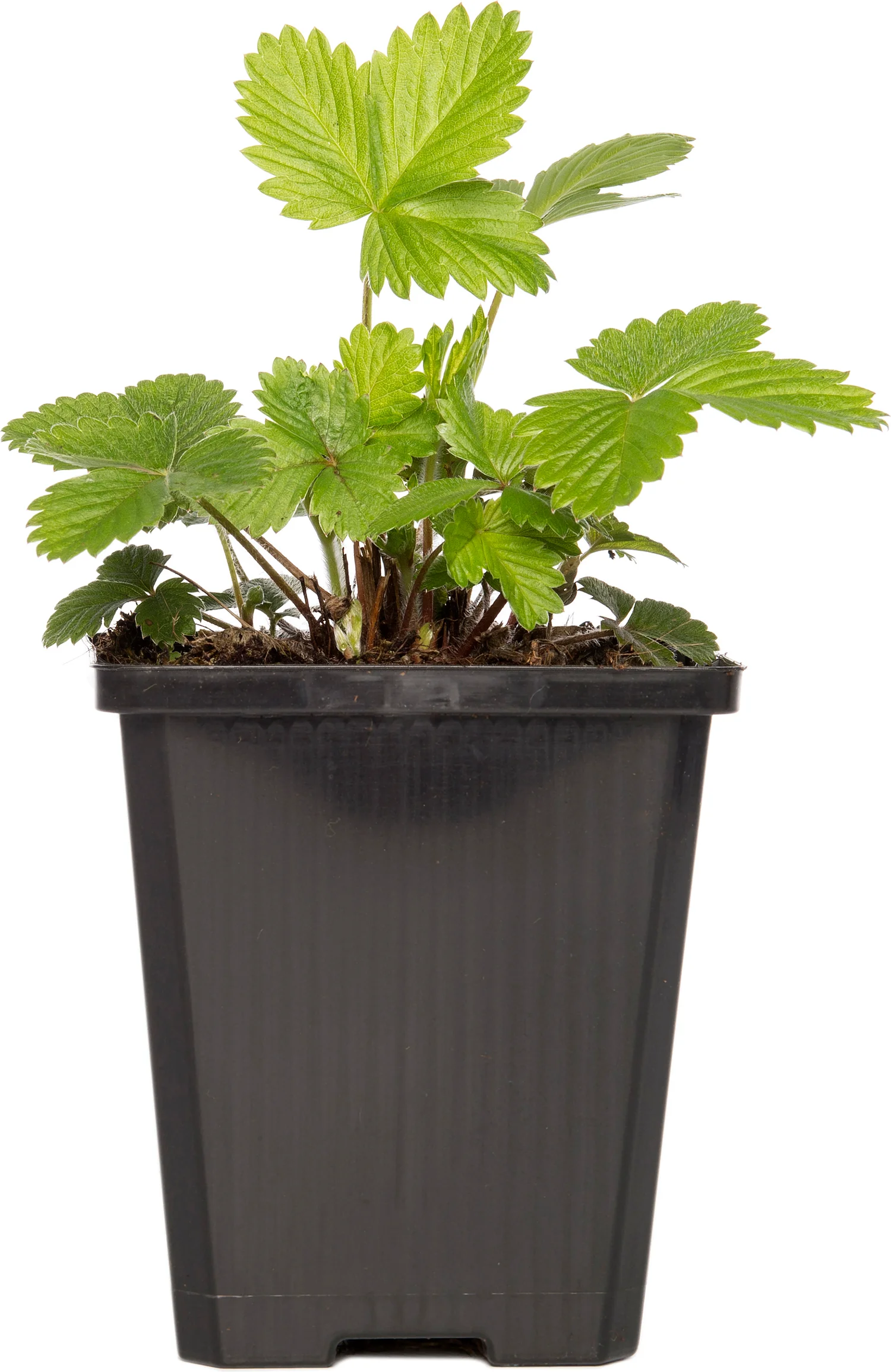 Bosaardbei (Fragaria vesca 'Alexandria') D 9 H 10 cm
