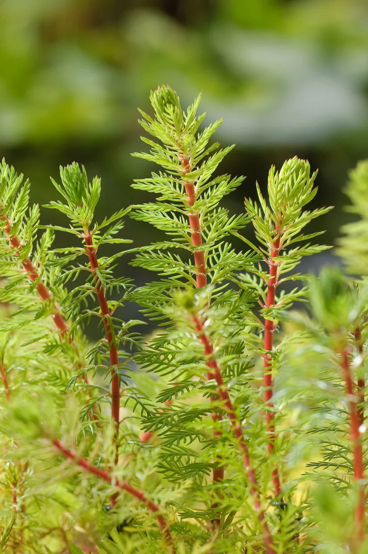 Braziliaans Vederkruid (Myriophyllum brasiliensis) D 11 H 22 cm