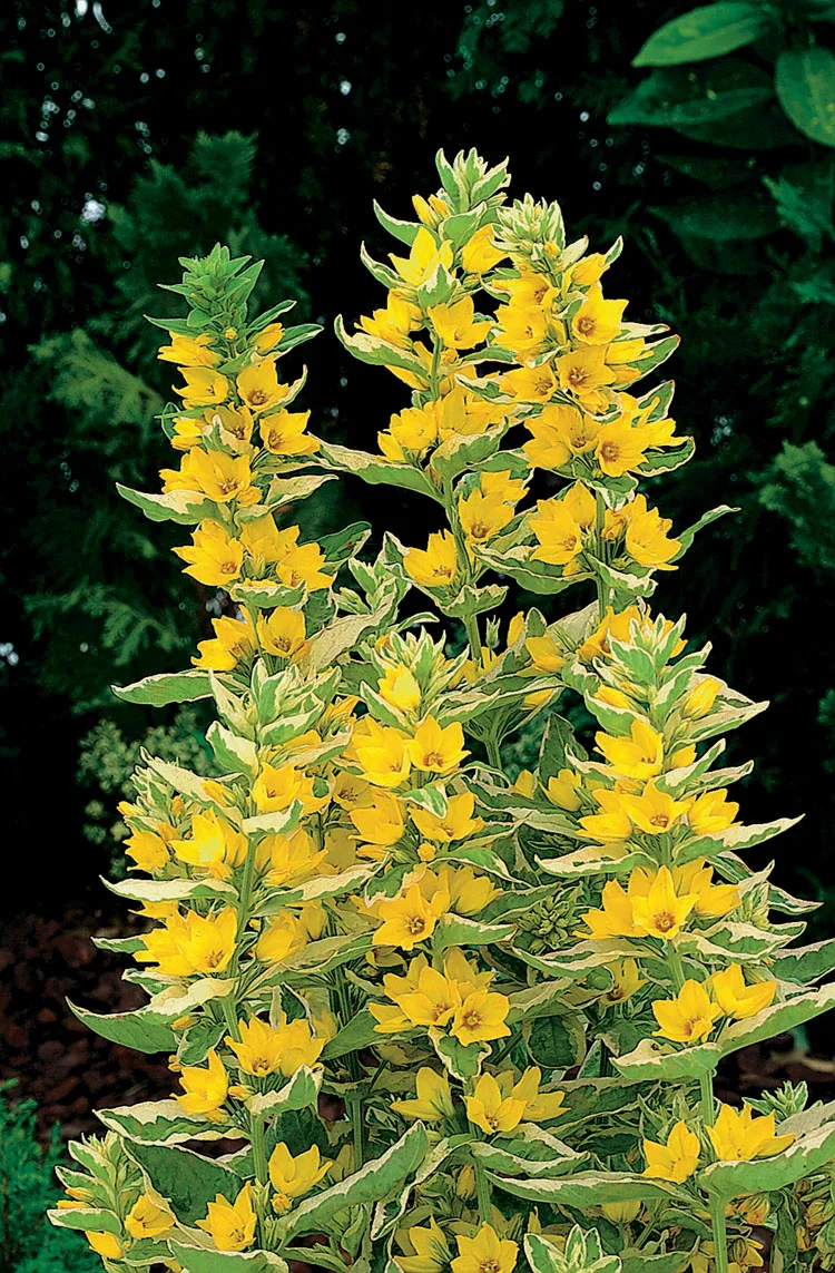 Bonte Moeraswederik (Lysimachia punctata 'Variegata') D 9 H 20 cm