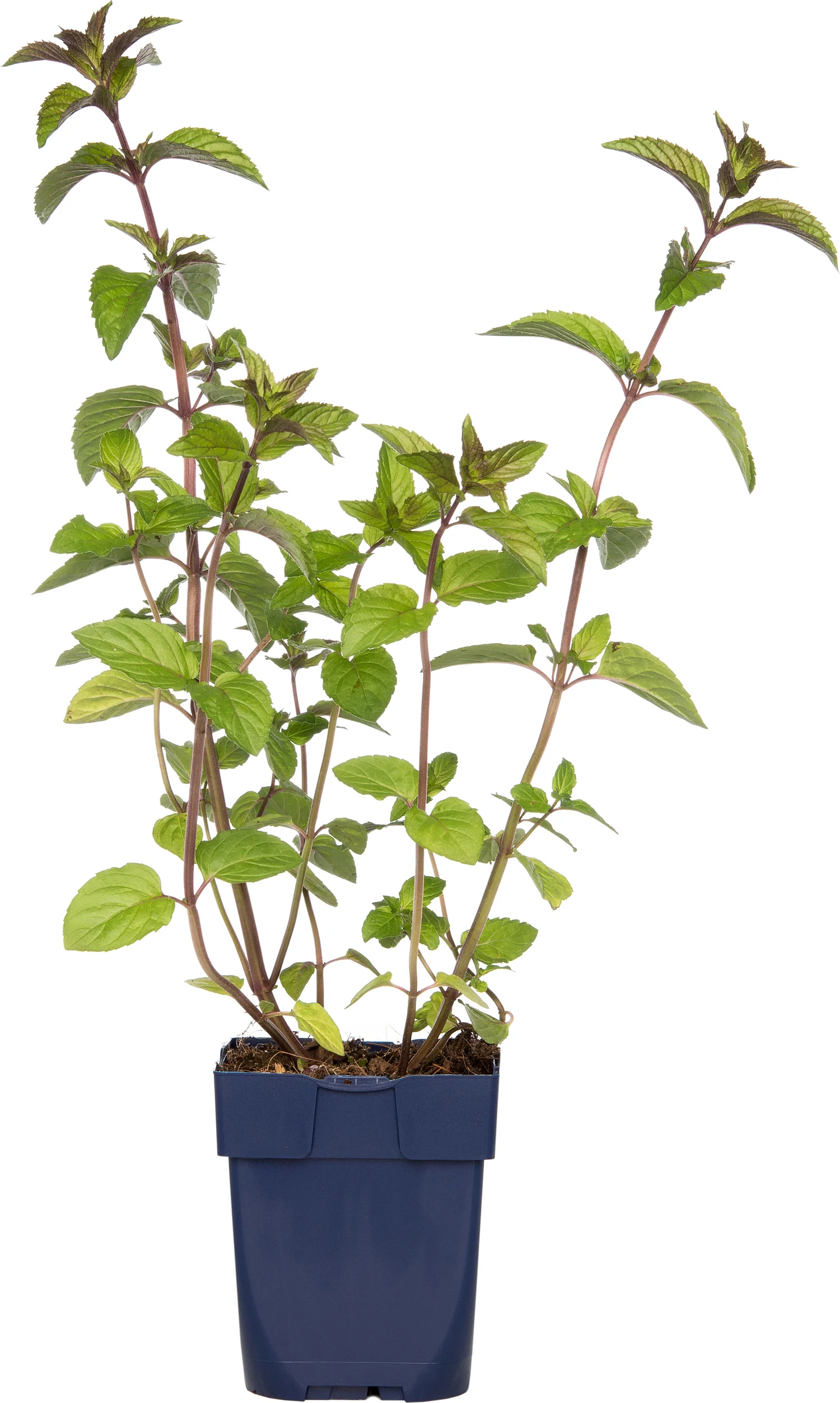 Chocolade Munt (Mentha piperita 'Chocolate') D 11 H 10 cm