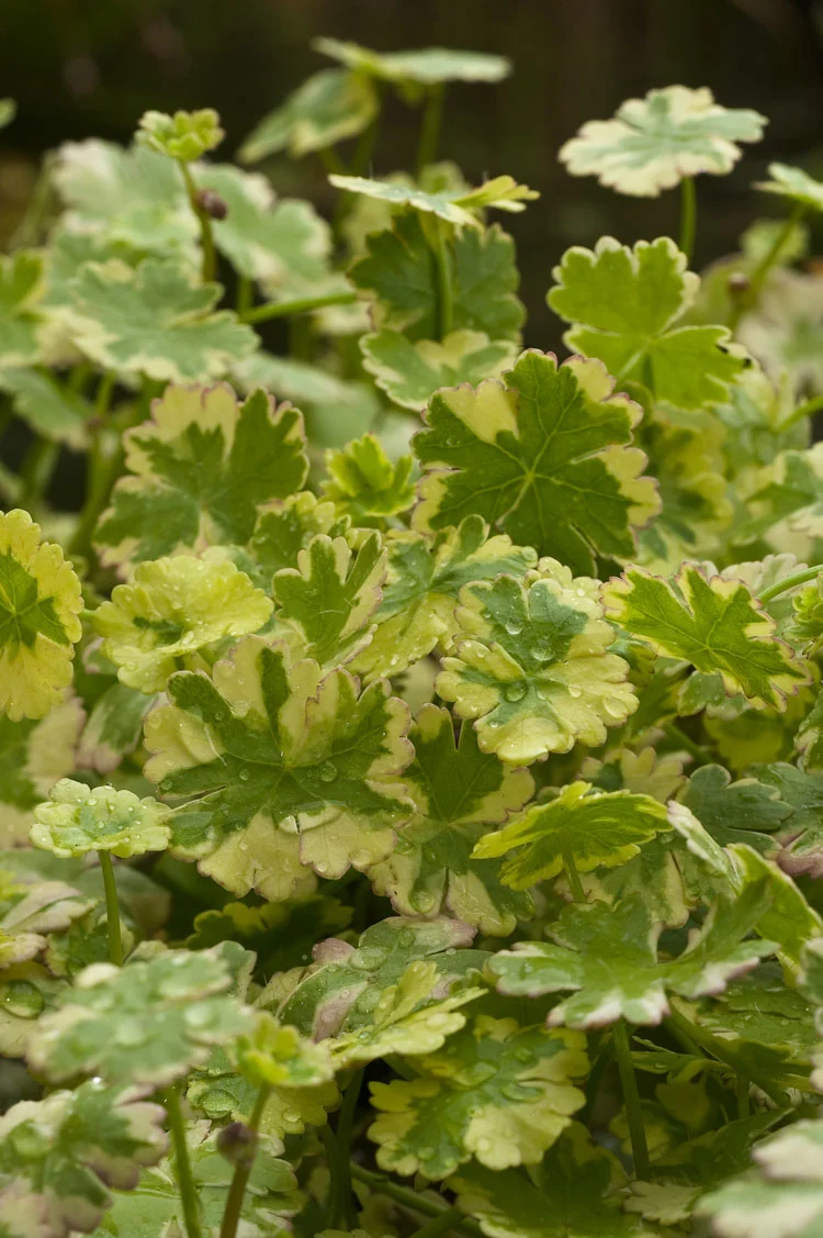 Bonte Waternavel (Hydrocotyle sibthorpioides 'Variegata') D 18 H 30 cm