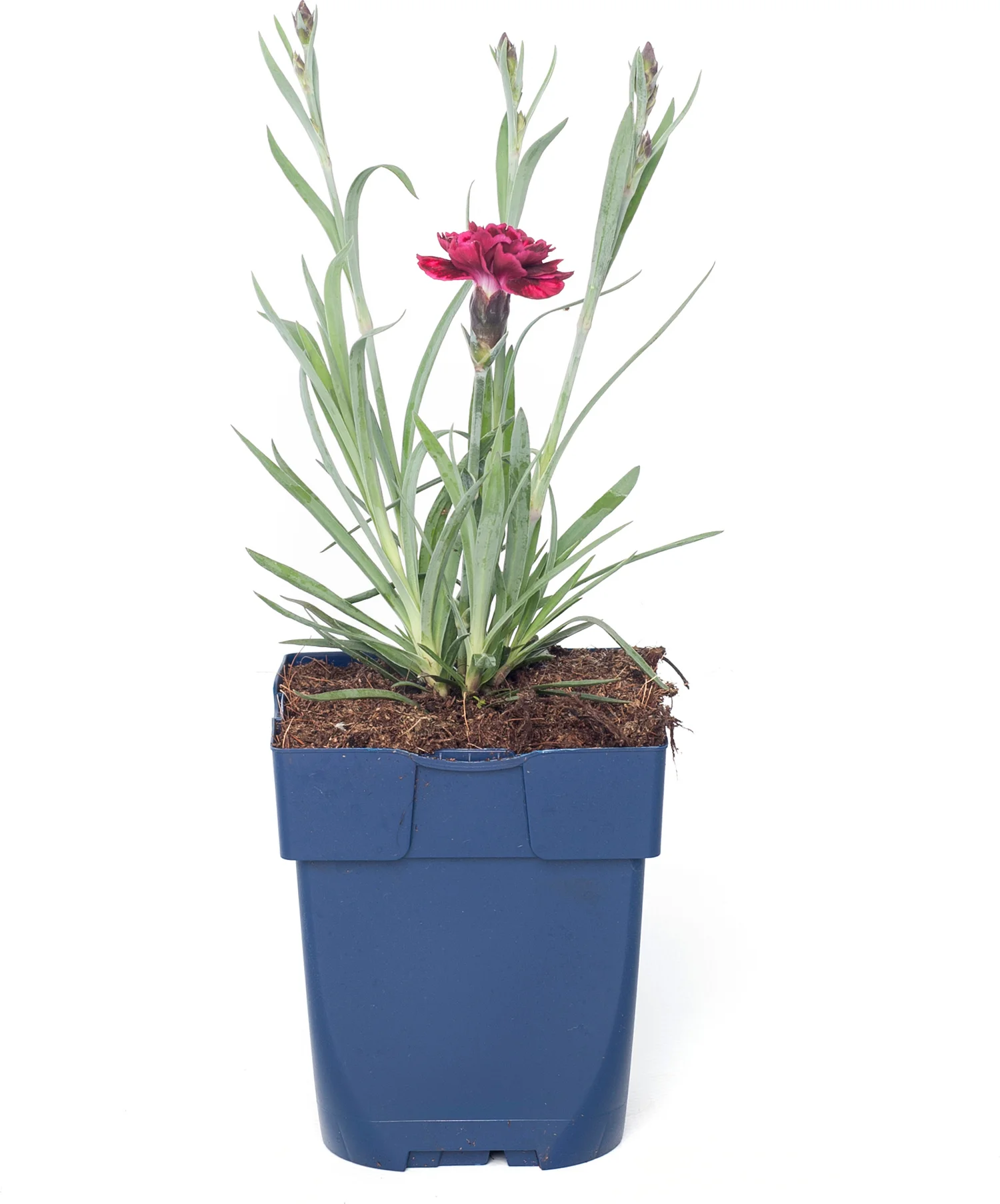 Anjer (Dianthus 'Odessa Red') D 11 H 20 cm