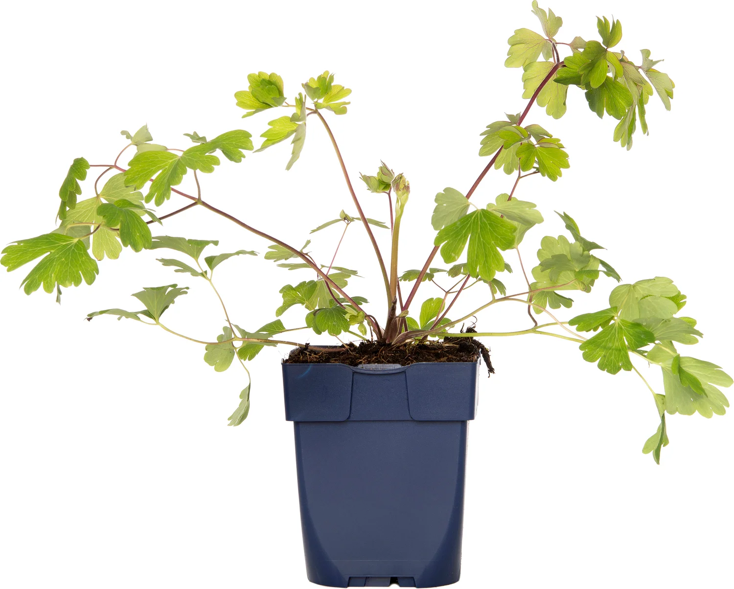Akelei (Aquilegia alpina) D 11 H 40 cm