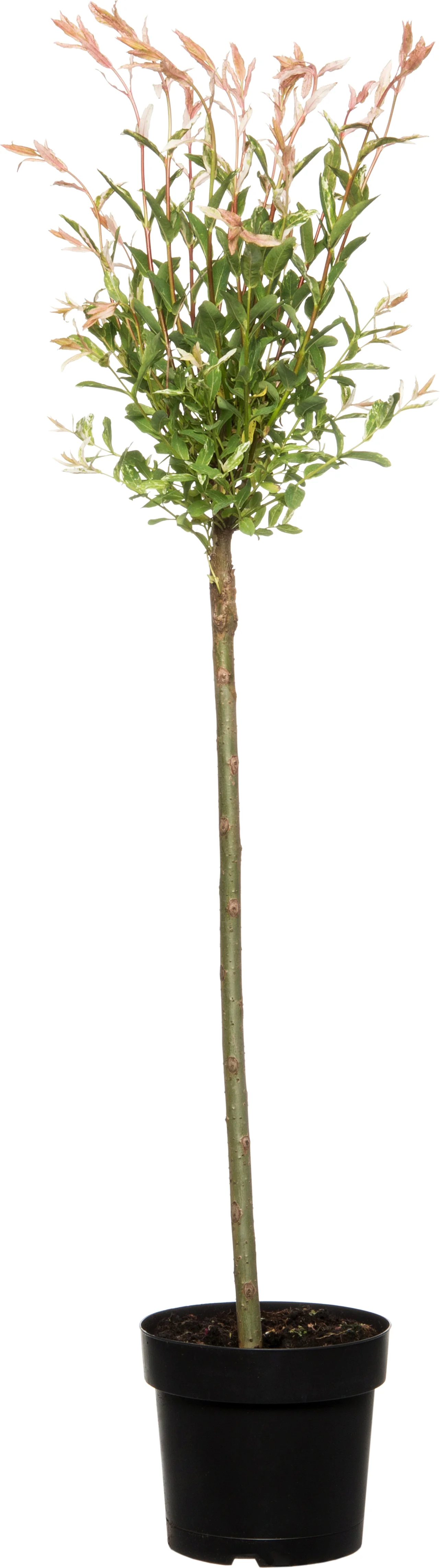 Bonte wilg op stam (Salix integra 'Flamingo') D 19 H 80 cm