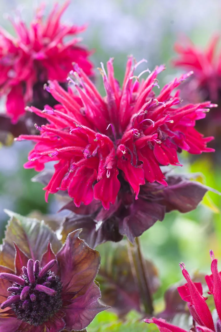 Bergamotplant (Monarda didyma 'Fireball') D 11 H 10 cm