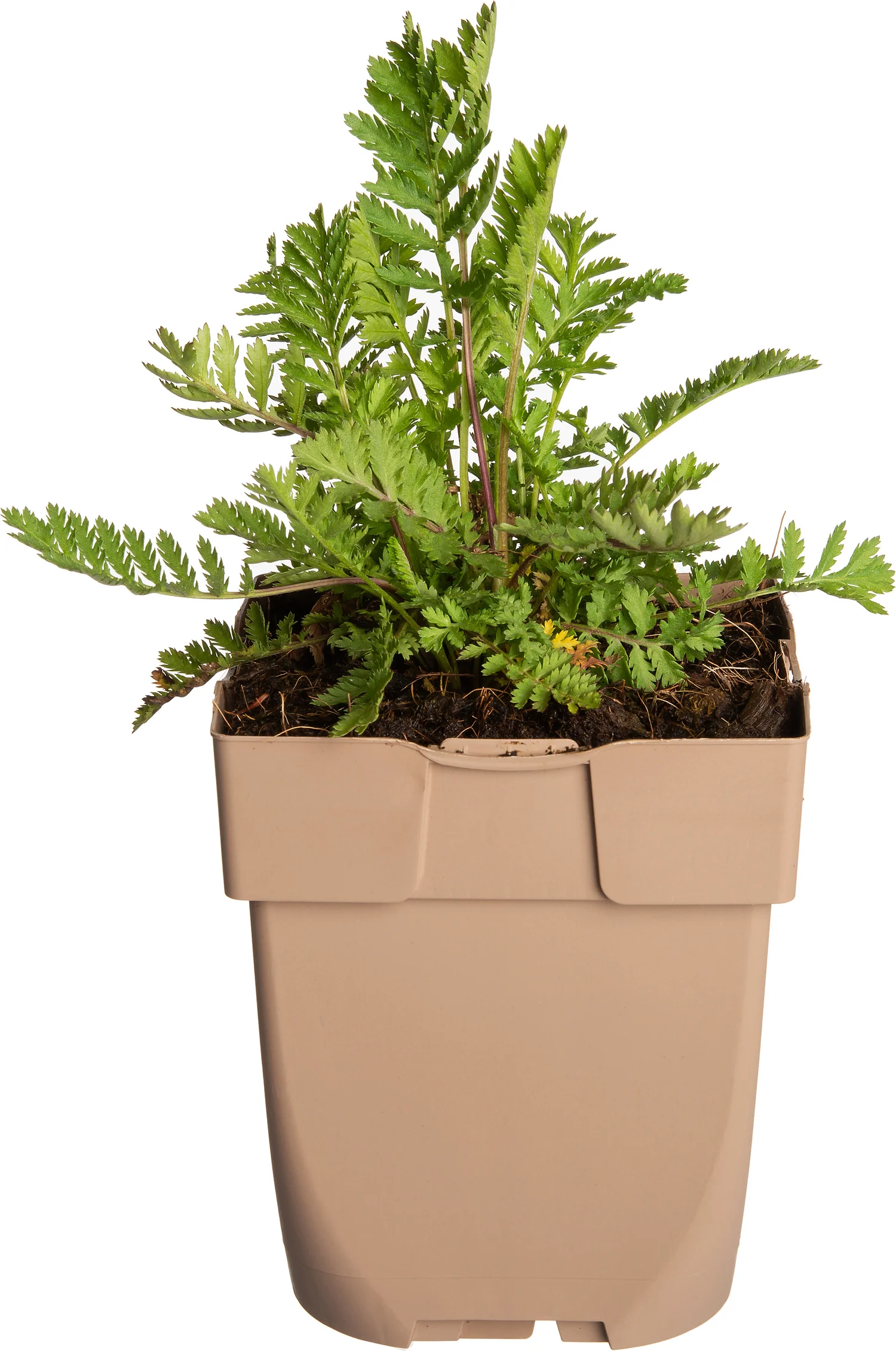 Boerenwormkruid (Tanacetum vulgare) D 11 H 15 cm