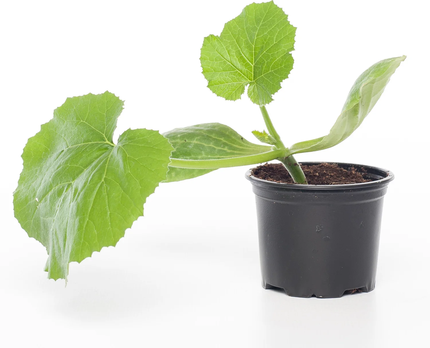 Courgette (Cucurbita Pepo)
