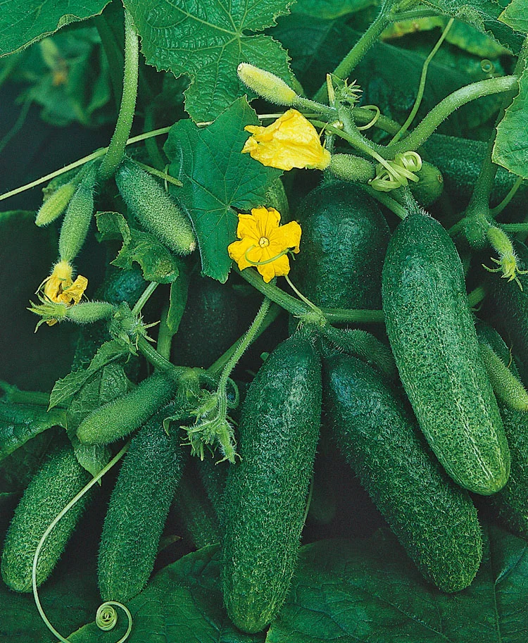 Augurk (Cucumis Sativus)
