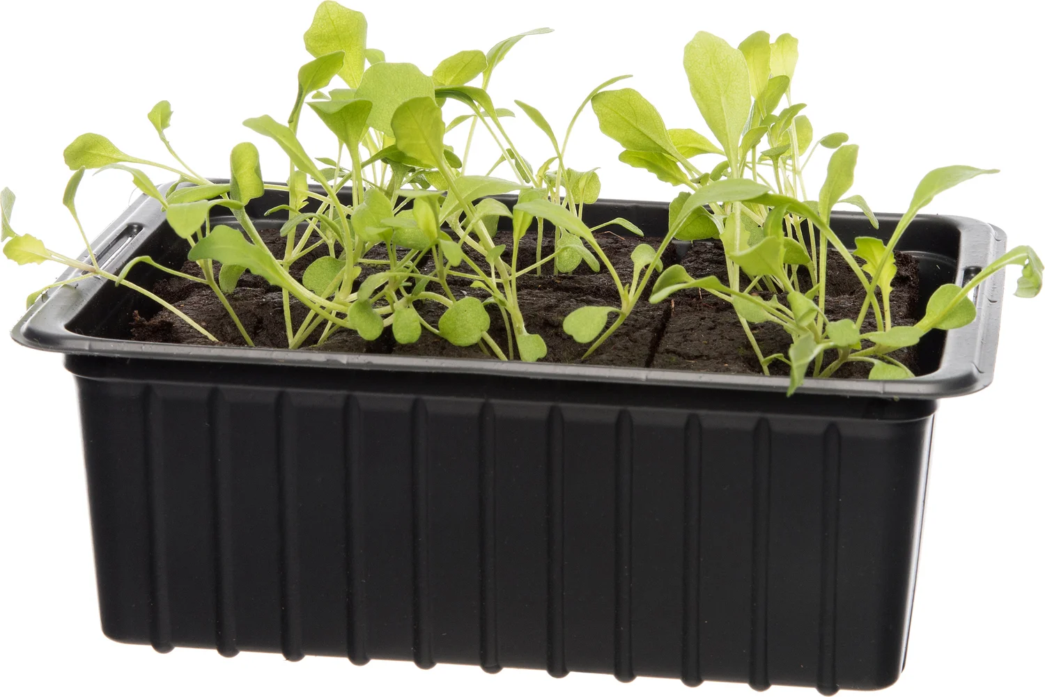 Biologische rucola (Eruca sativa) D 9 H 5 cm