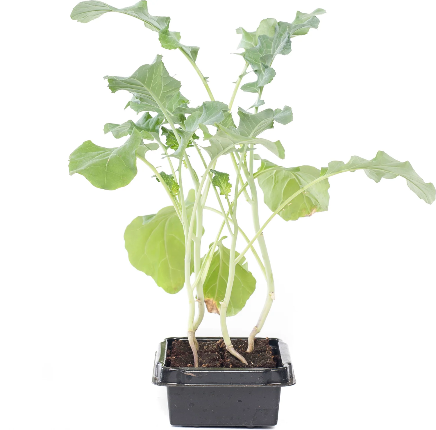 Biologische broccoli (Brassica oleracea Italica) D 9 H 5 cm