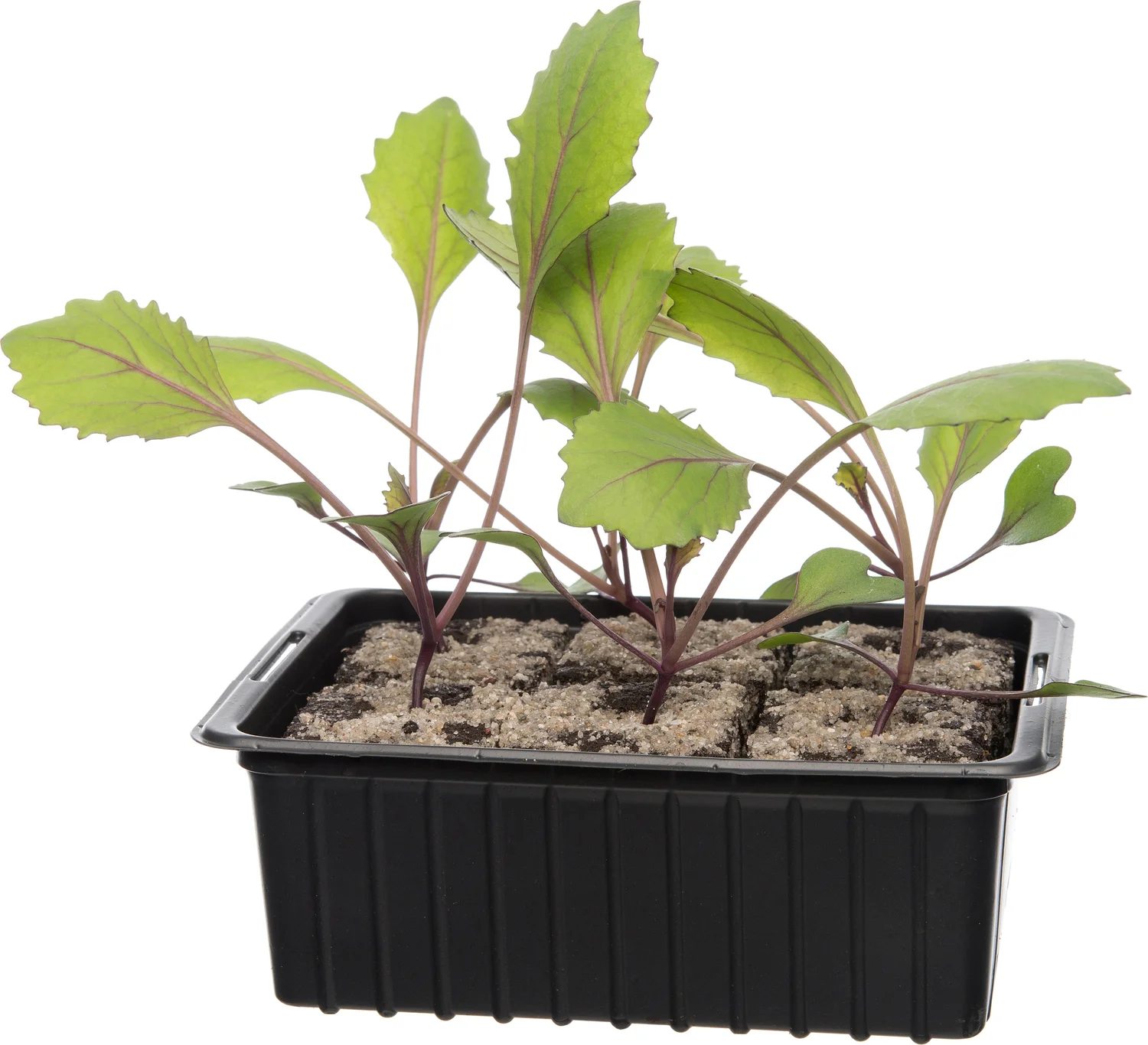 Biologische rode kool (Brassica oleracea Capitata) D 9 H 5 cm