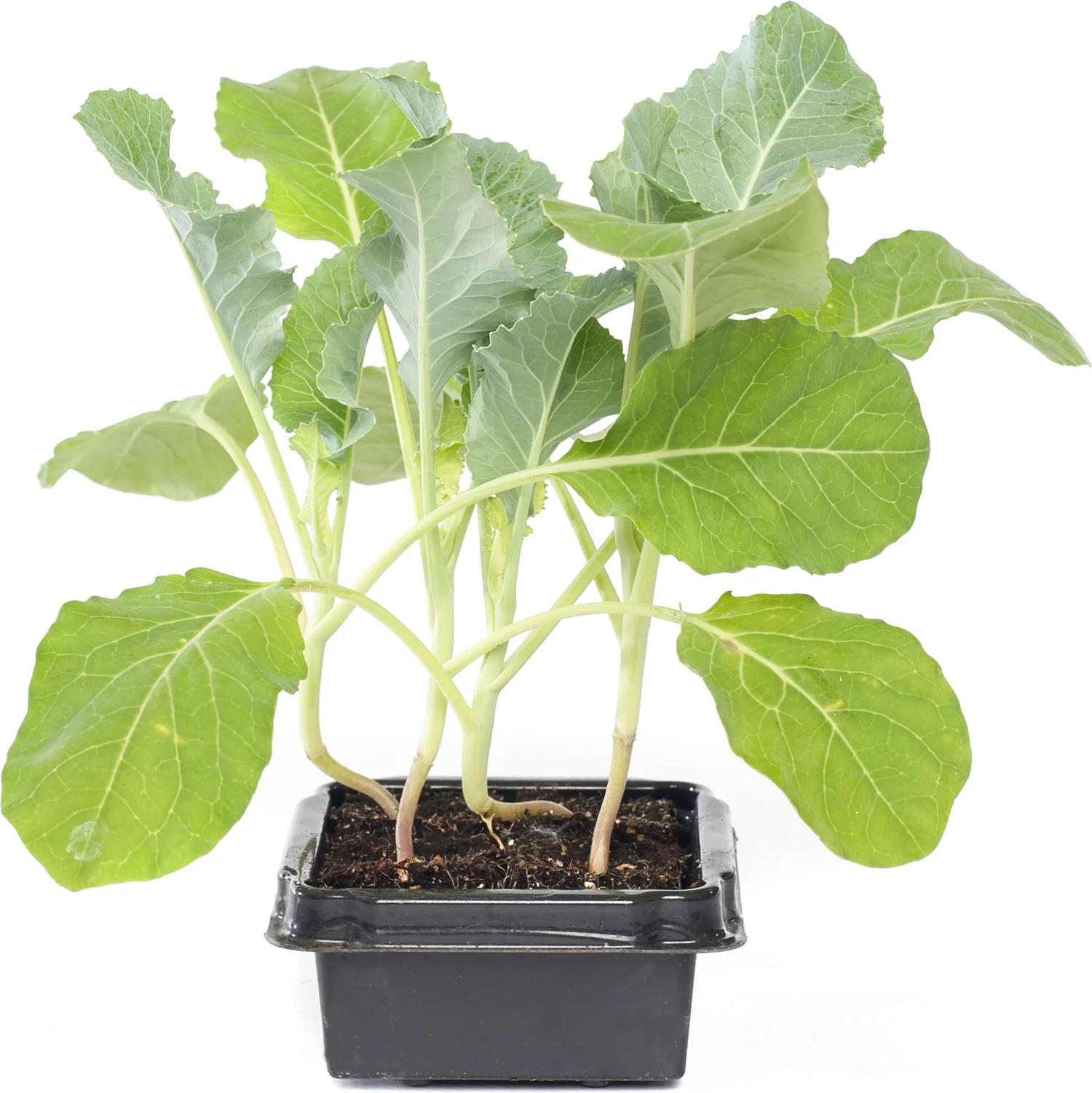 Biologische bloemkool (Brassica oleracea Botrytis) D 9 H 5 cm