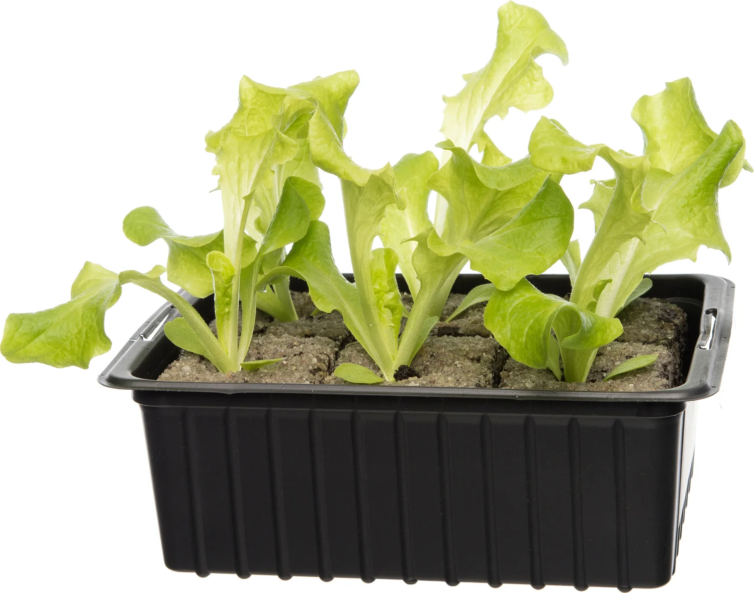 Biologische kropsla (Lactuca sativa var. Acephala) D 9 H 5 cm