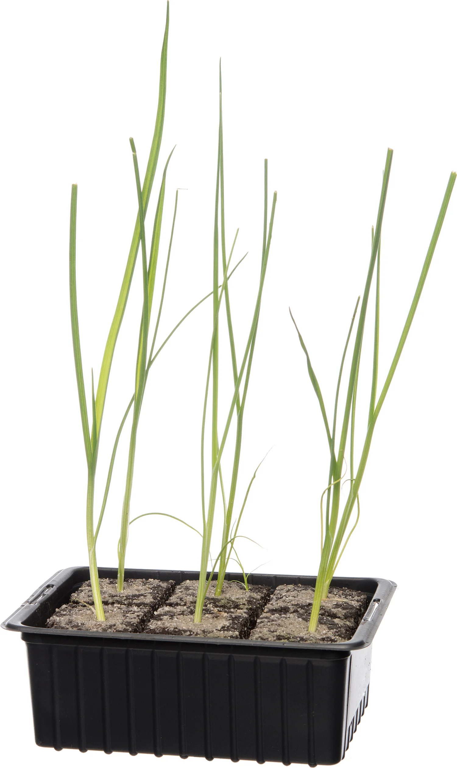 Biologische prei (Allium porrum) D 9 H 5 cm