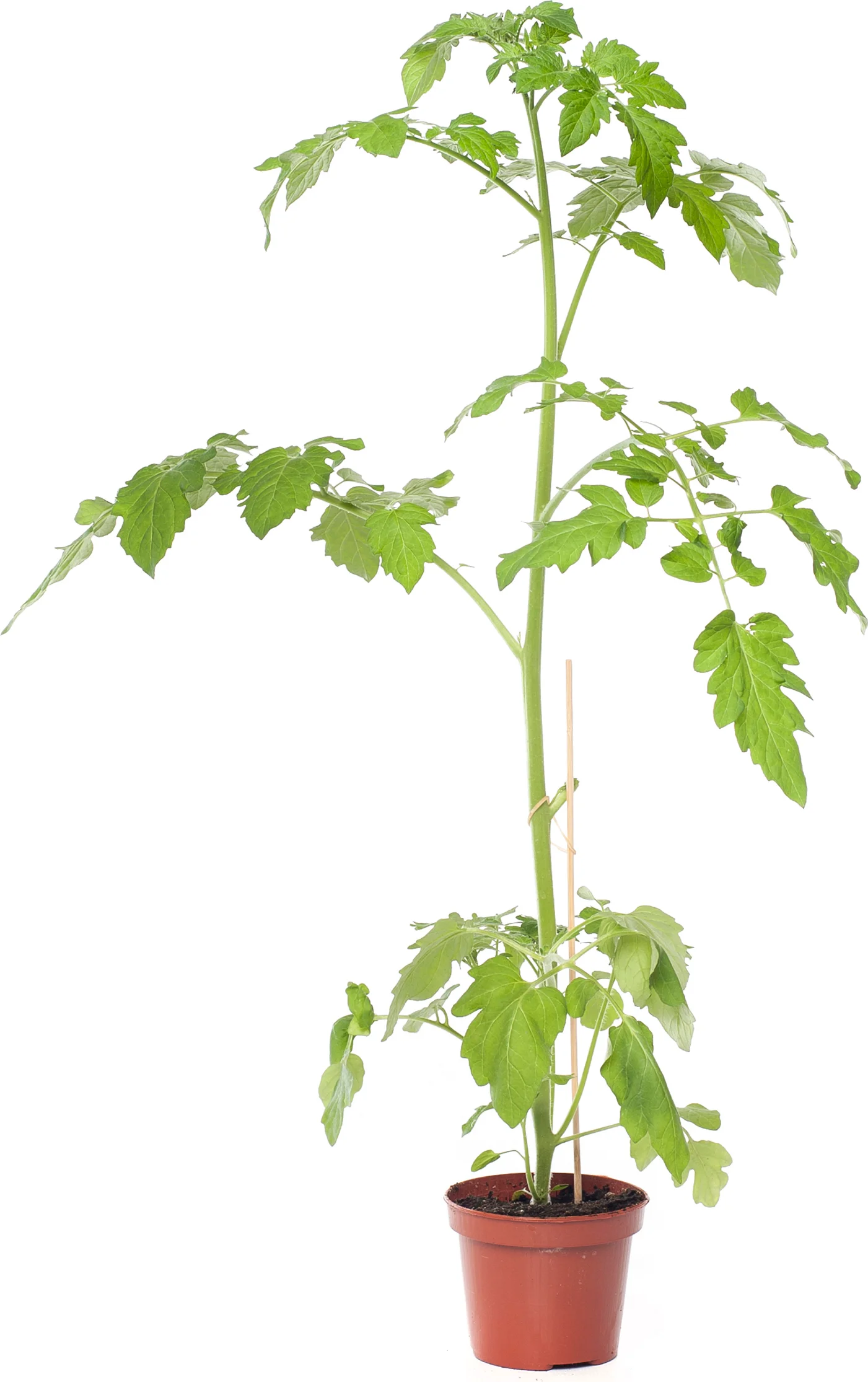 Cherrytomaat (Lycopersicon Esculentum)