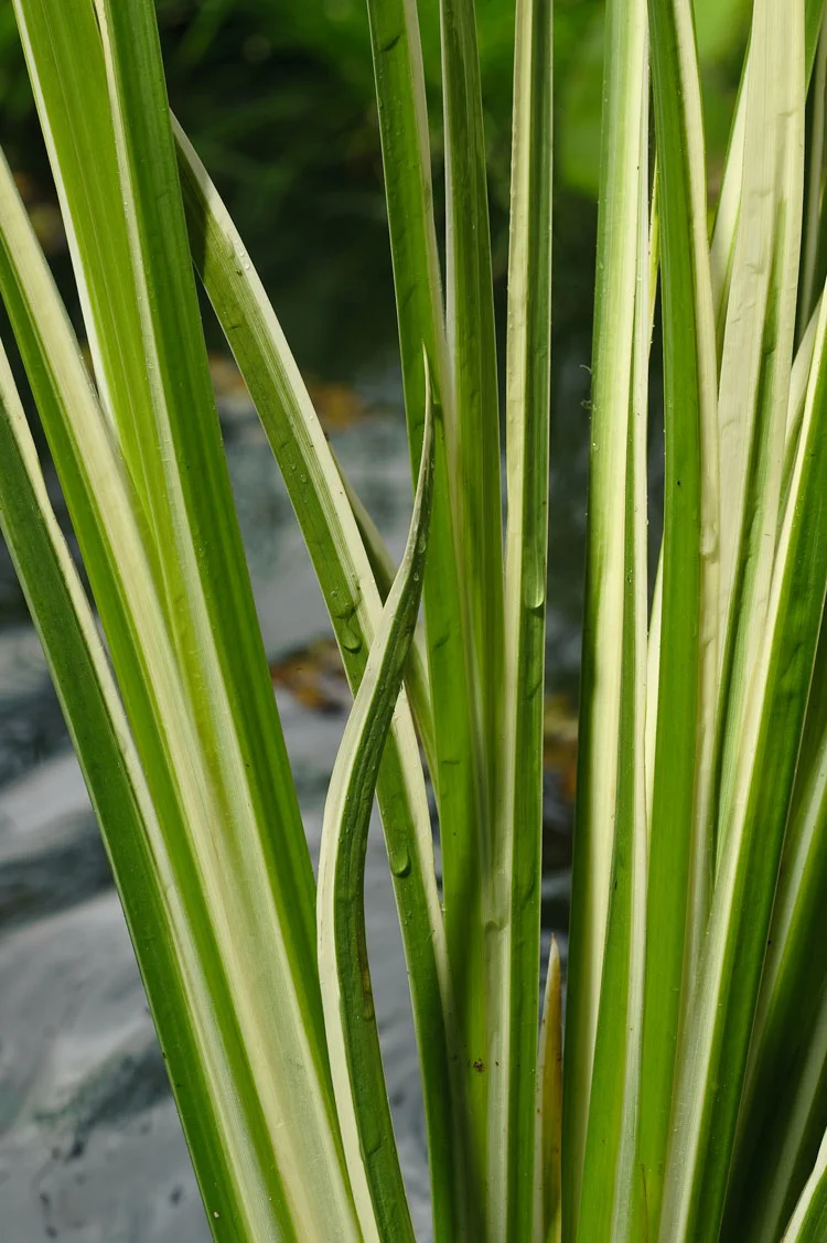 Bonte Kalmoes (Acorus calamus 'Variegata') D 9 H 20 cm
