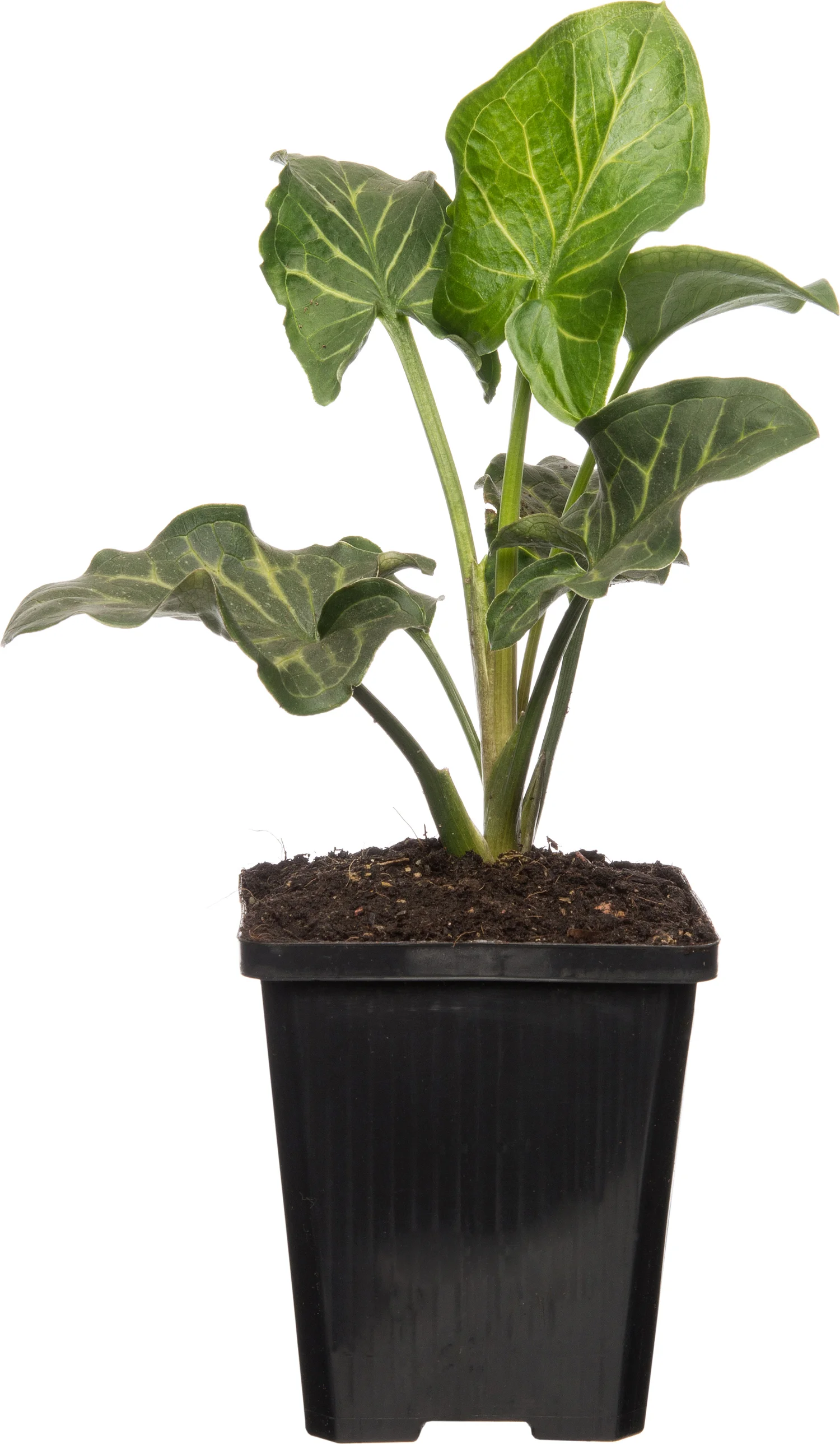 Aronskelk (Arum italicum) D 9 H 20 cm