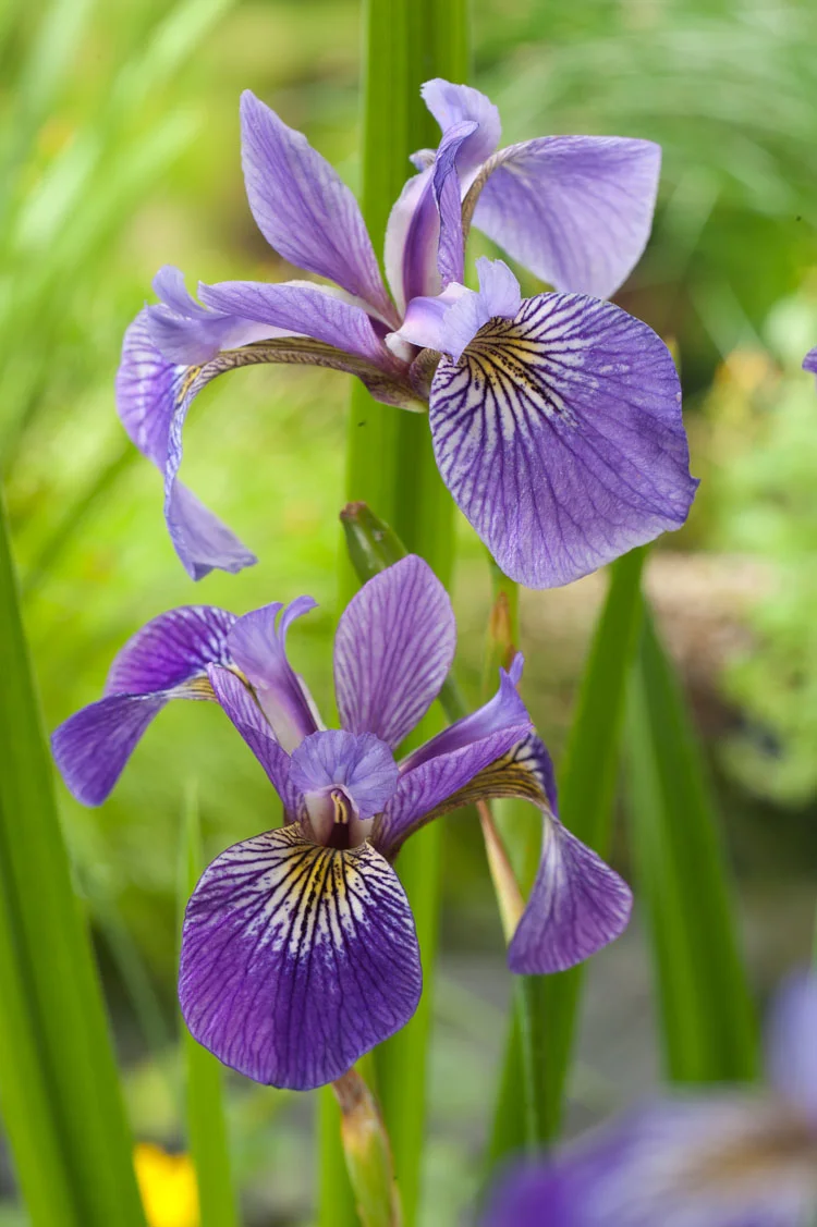 Amerikaanse Iris (Iris versicolor) D 9 H 20 cm