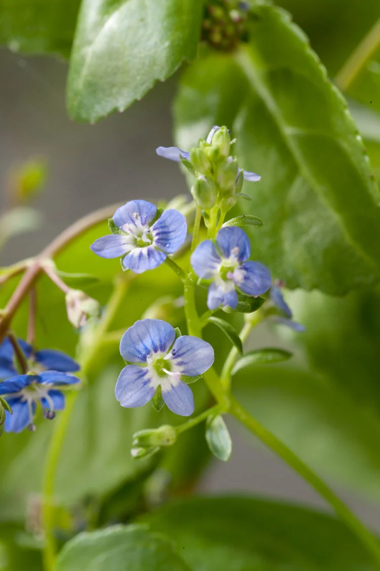 Beekpunge (Veronica beccabunga) D 9 H 20 cm
