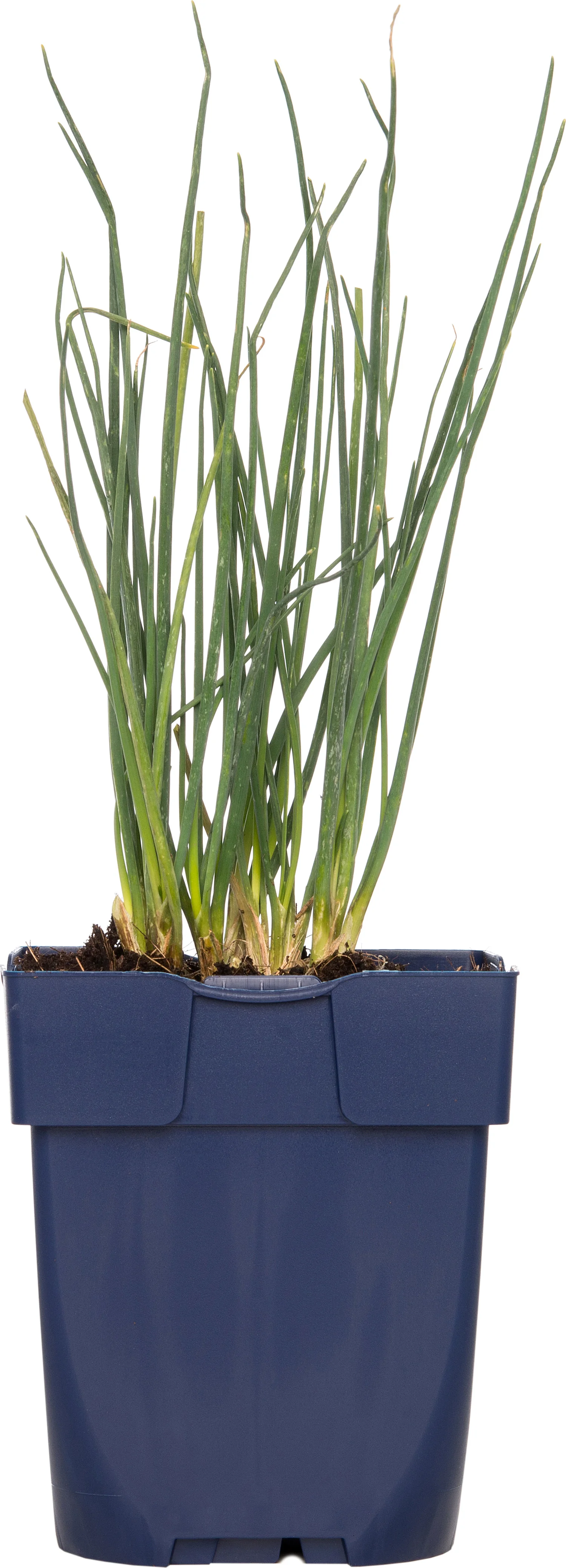 Bieslook (Allium schoenoprasum) D 11 H 10 cm