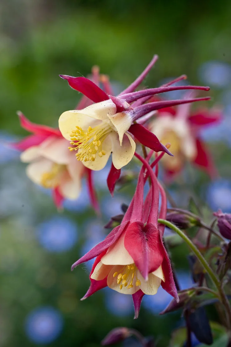 Akelei (Aquilegia 'Crimson Star') D 11 H 60 cm