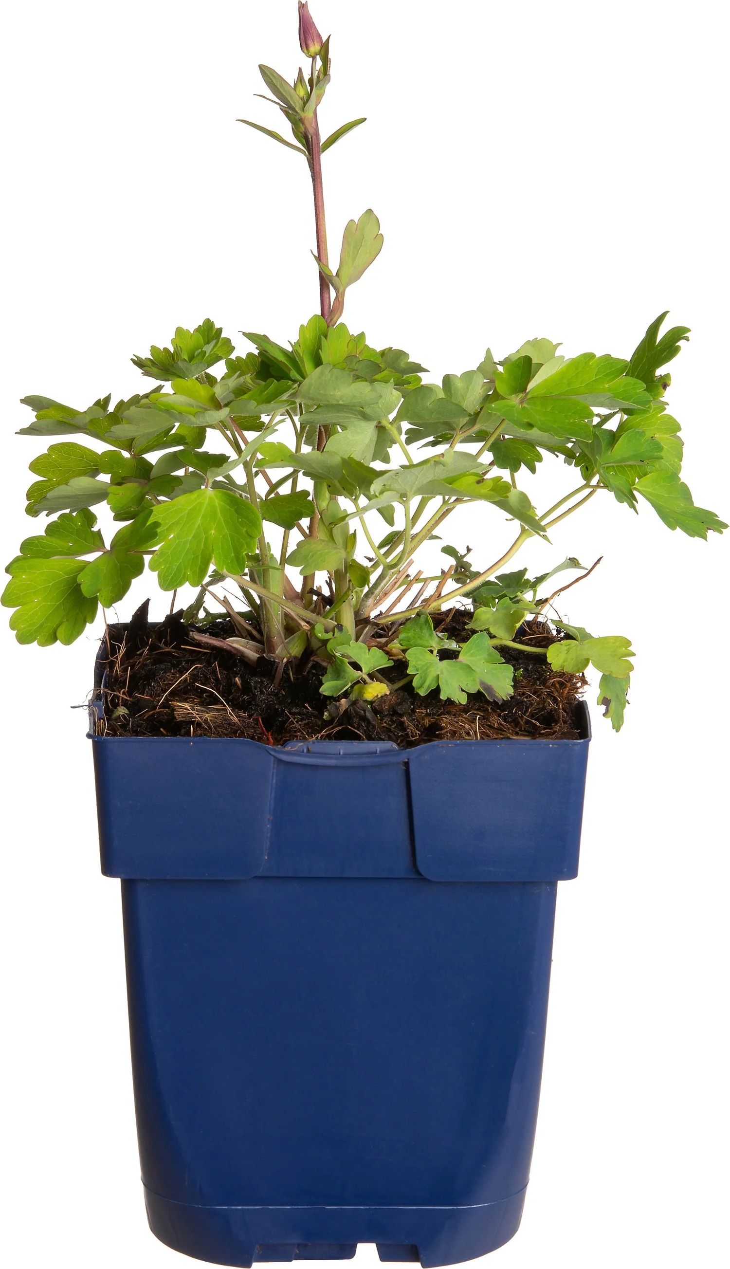 Akelei (Aquilegia 'Biedermeier') D 11 H 40 cm