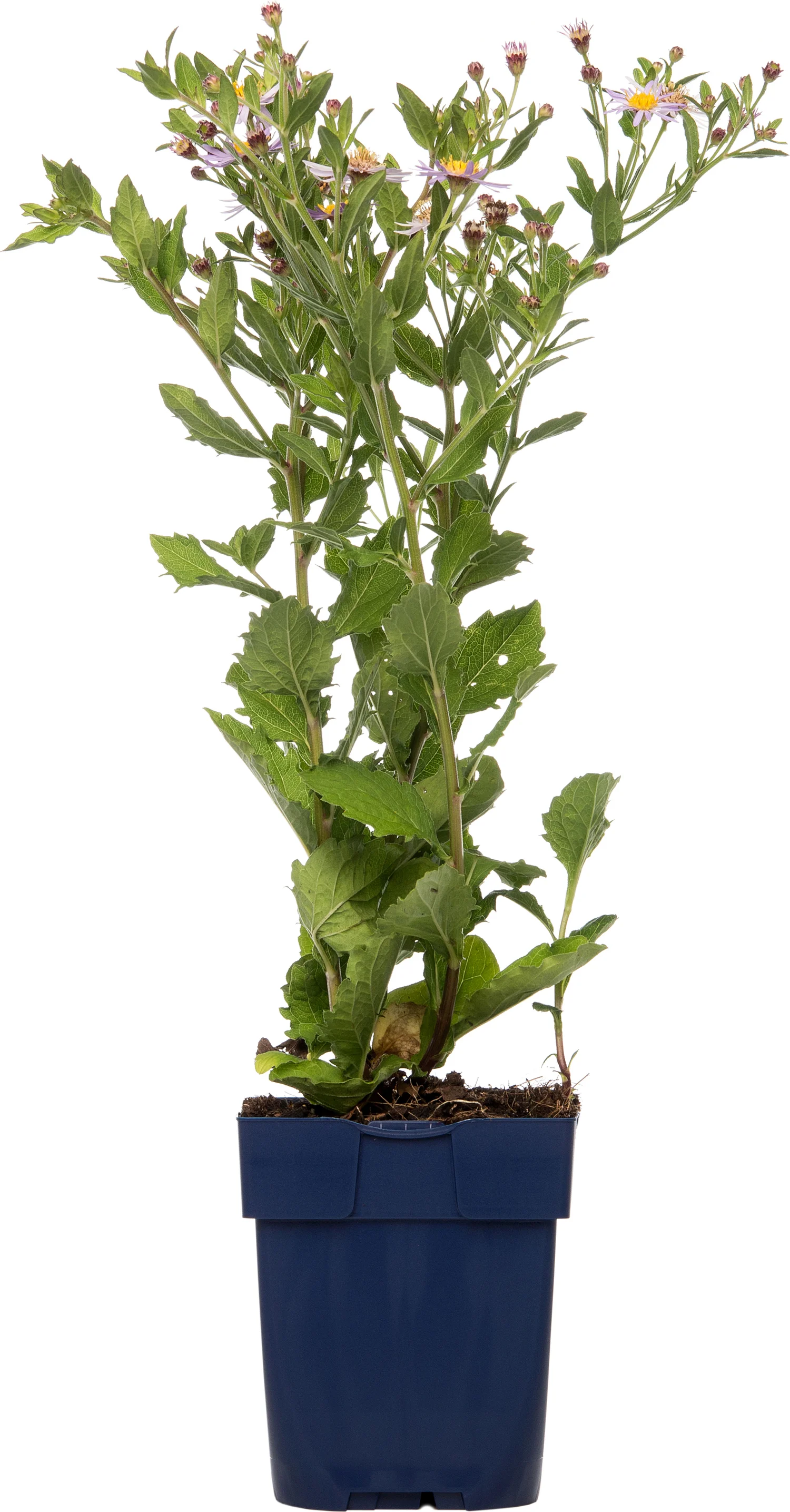Aster (Aster ageratoides 'Asran') D 11 H 10 cm