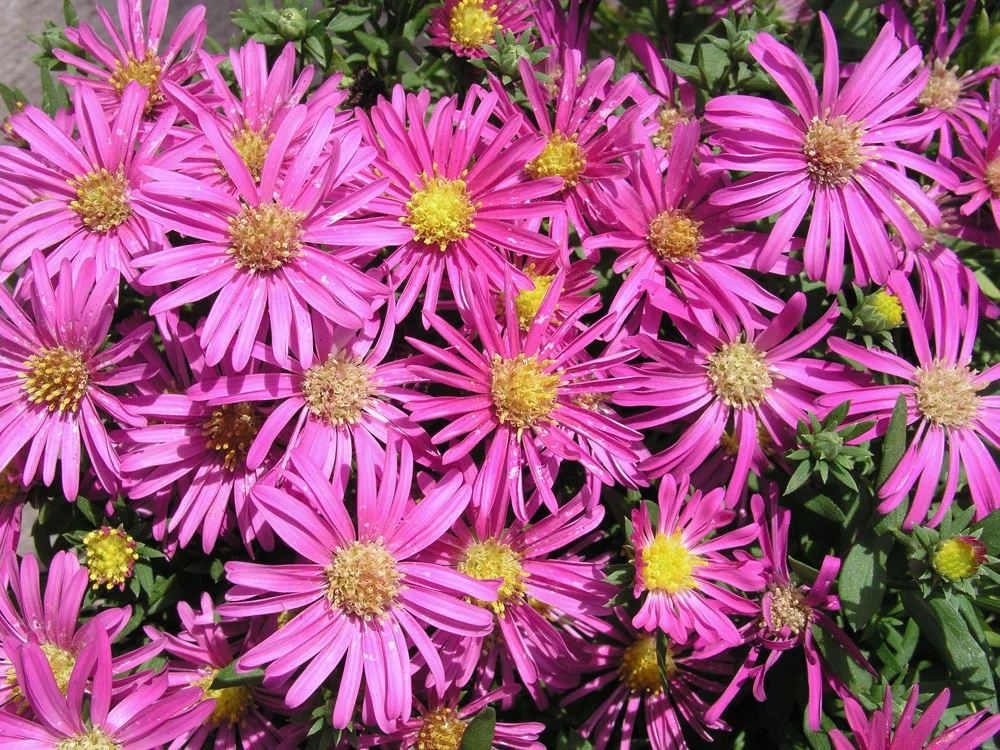 Aster (Aster divaricatus 'Jenny') D 11 H 40 cm