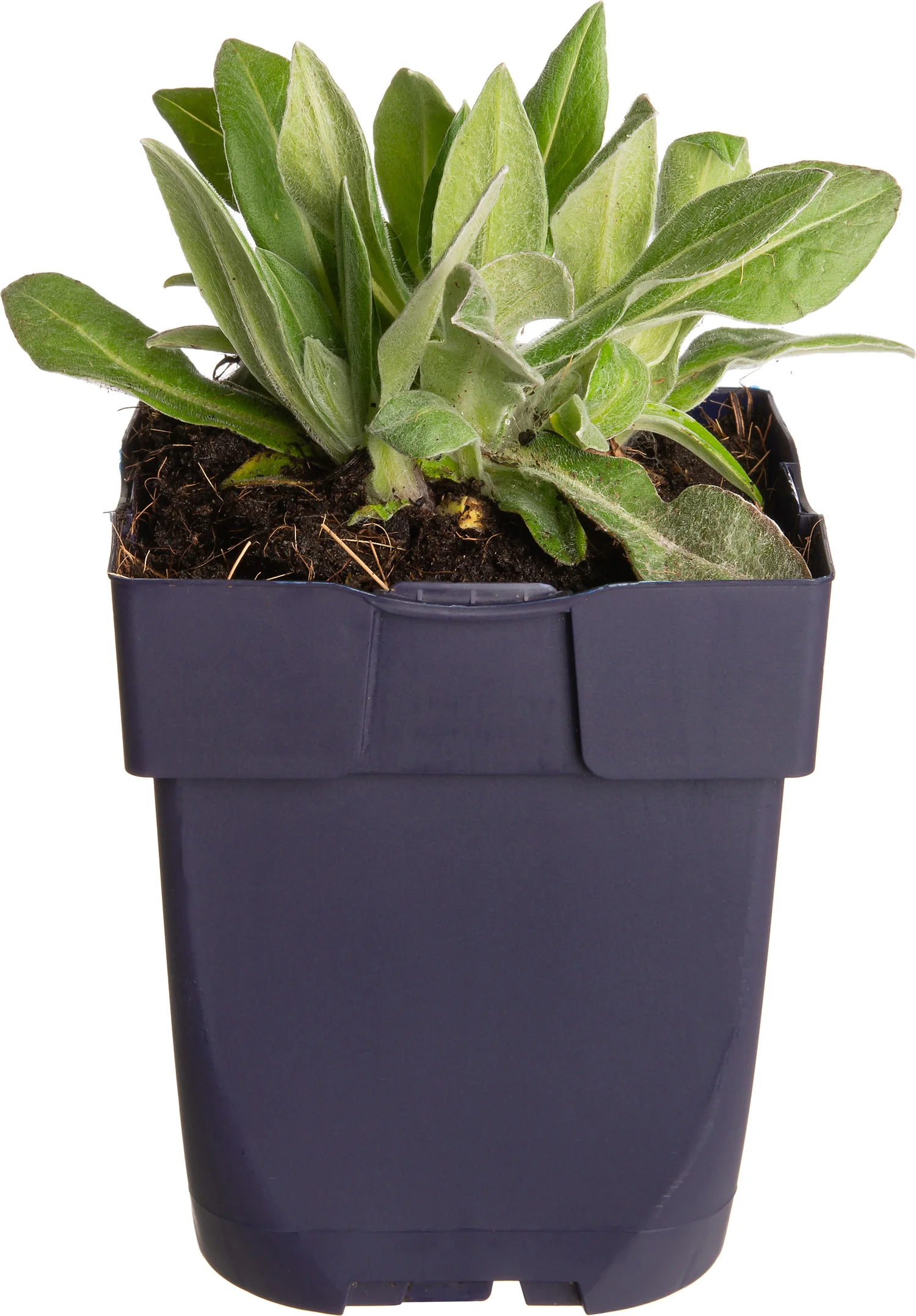 Bergkorenbloem (Centaurea montana 'Grandiflora') D 11 H 40 cm