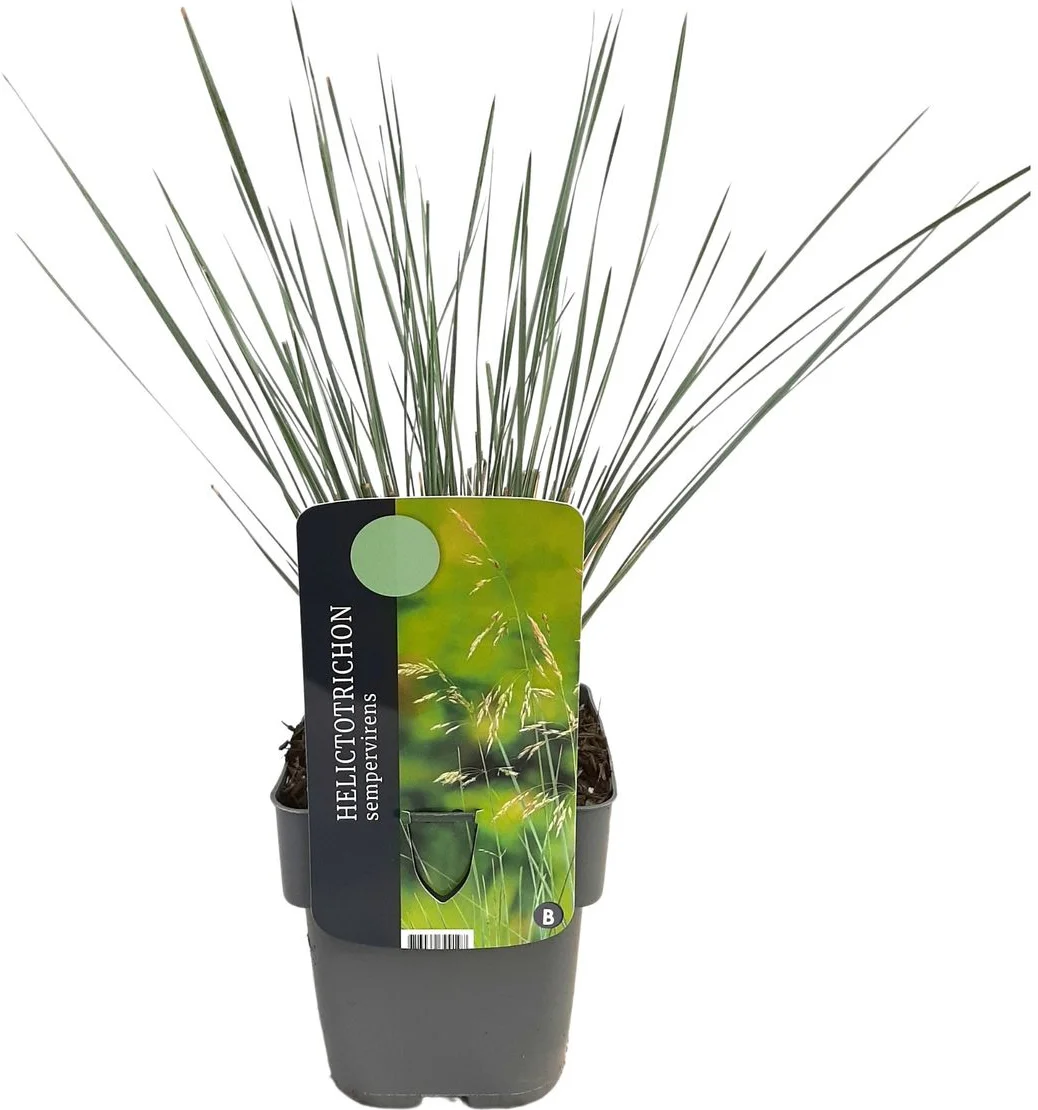 Blauwstraalhaver (Helictotrichon sempervirens) D 17 H 40 cm